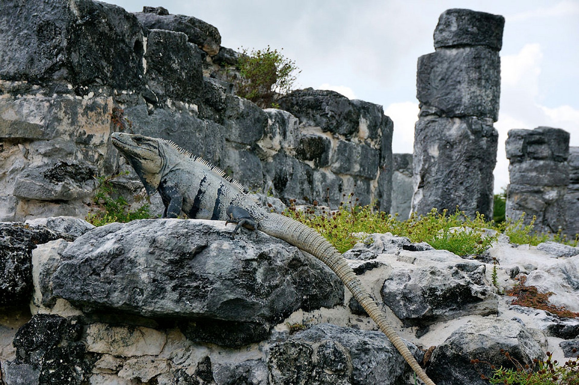 Iguanas em El Rey Ruínas