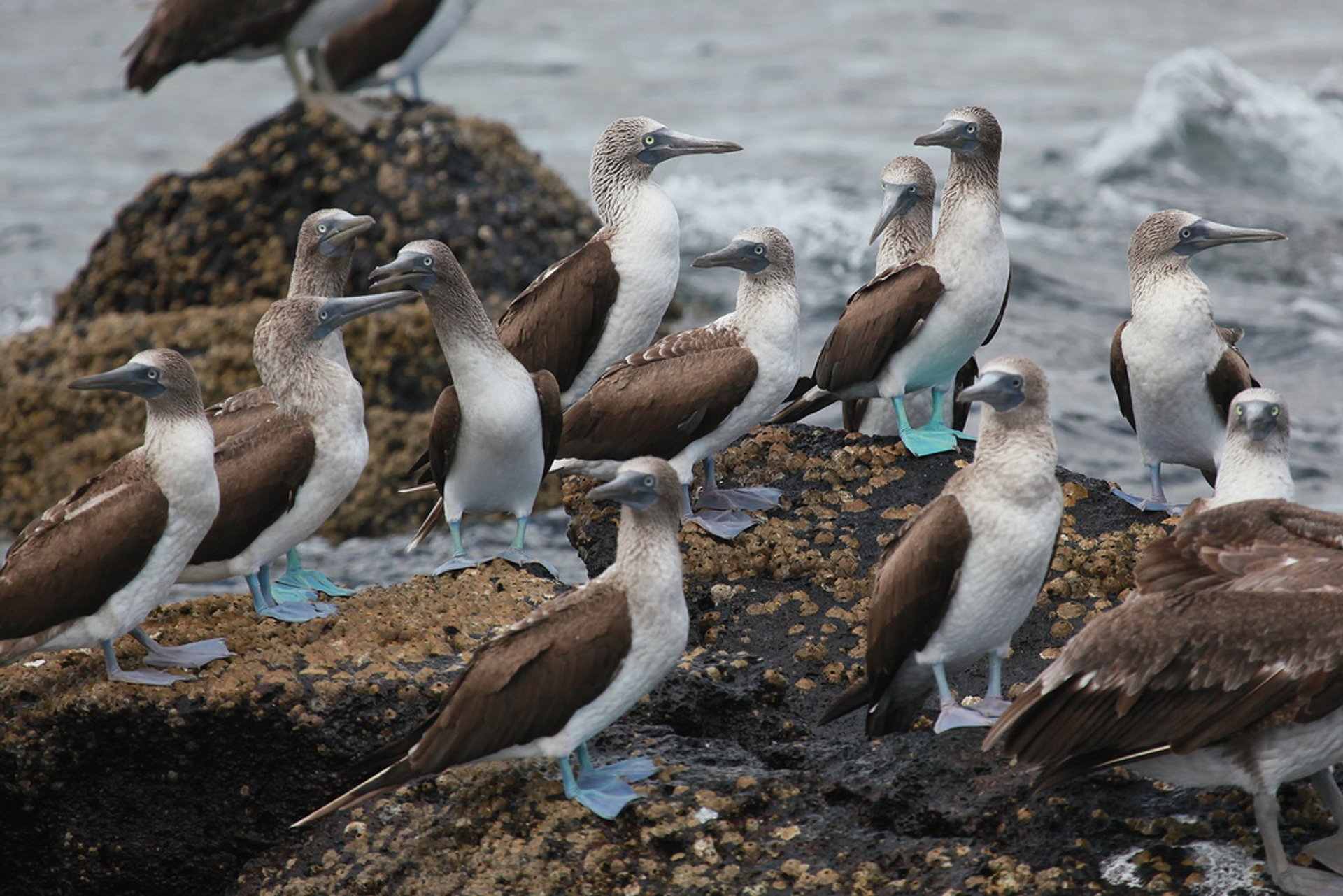 Booby bleu-footed chantant sa danse d'accouplement