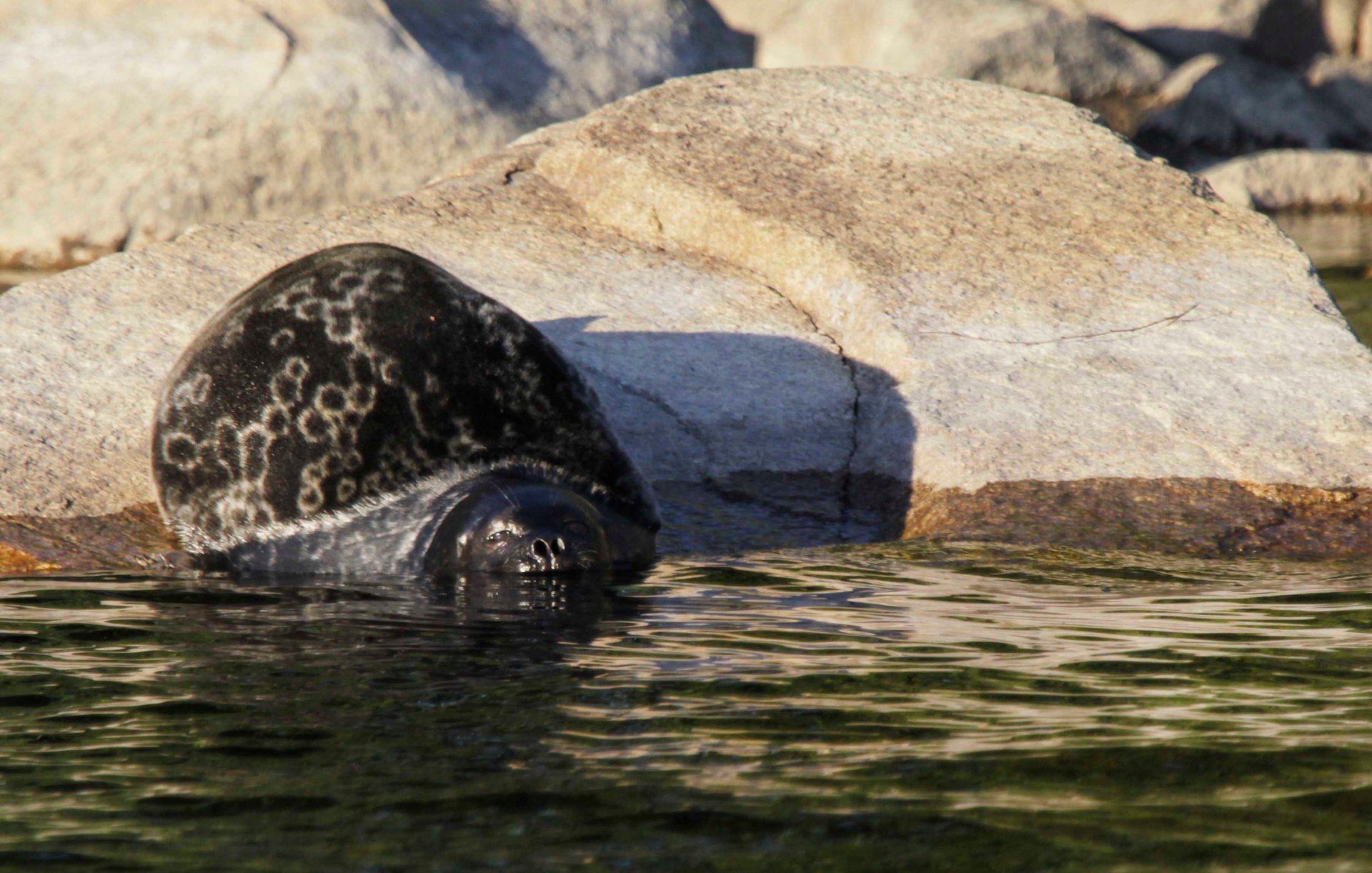 Seal Safari