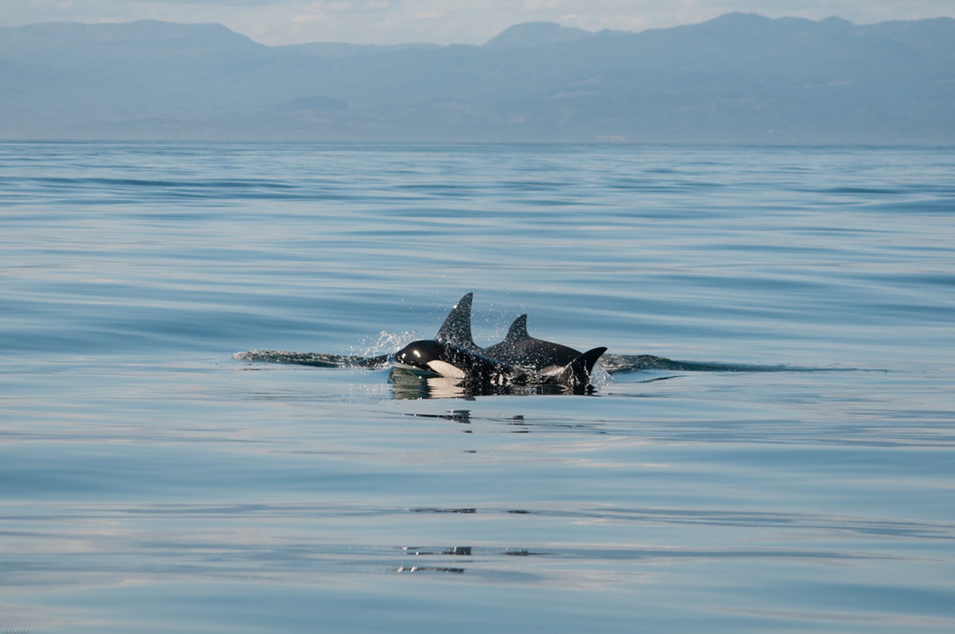 Observación de ballenas cerca del Parque Nacional Olímpico