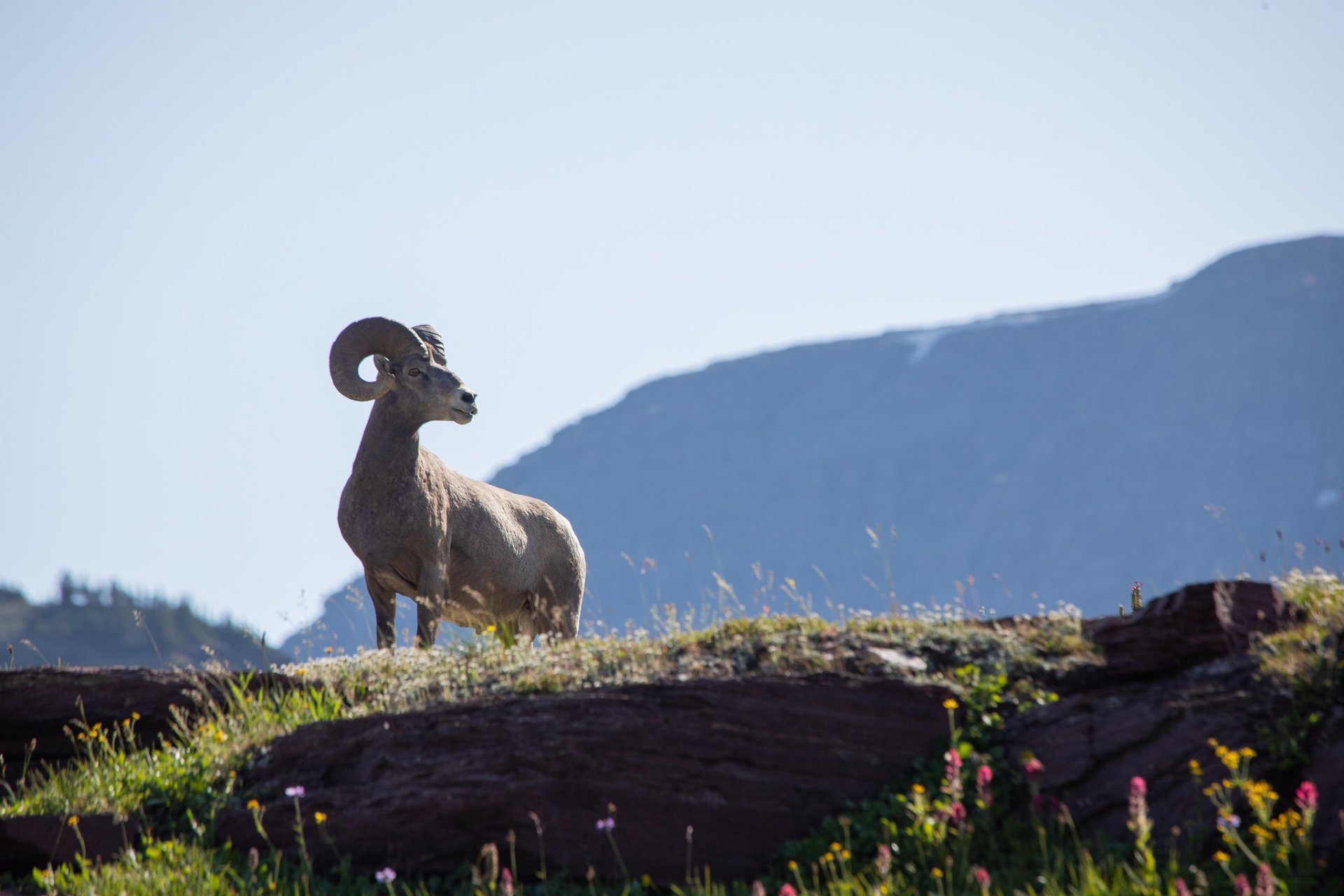 Bighorn Sheep