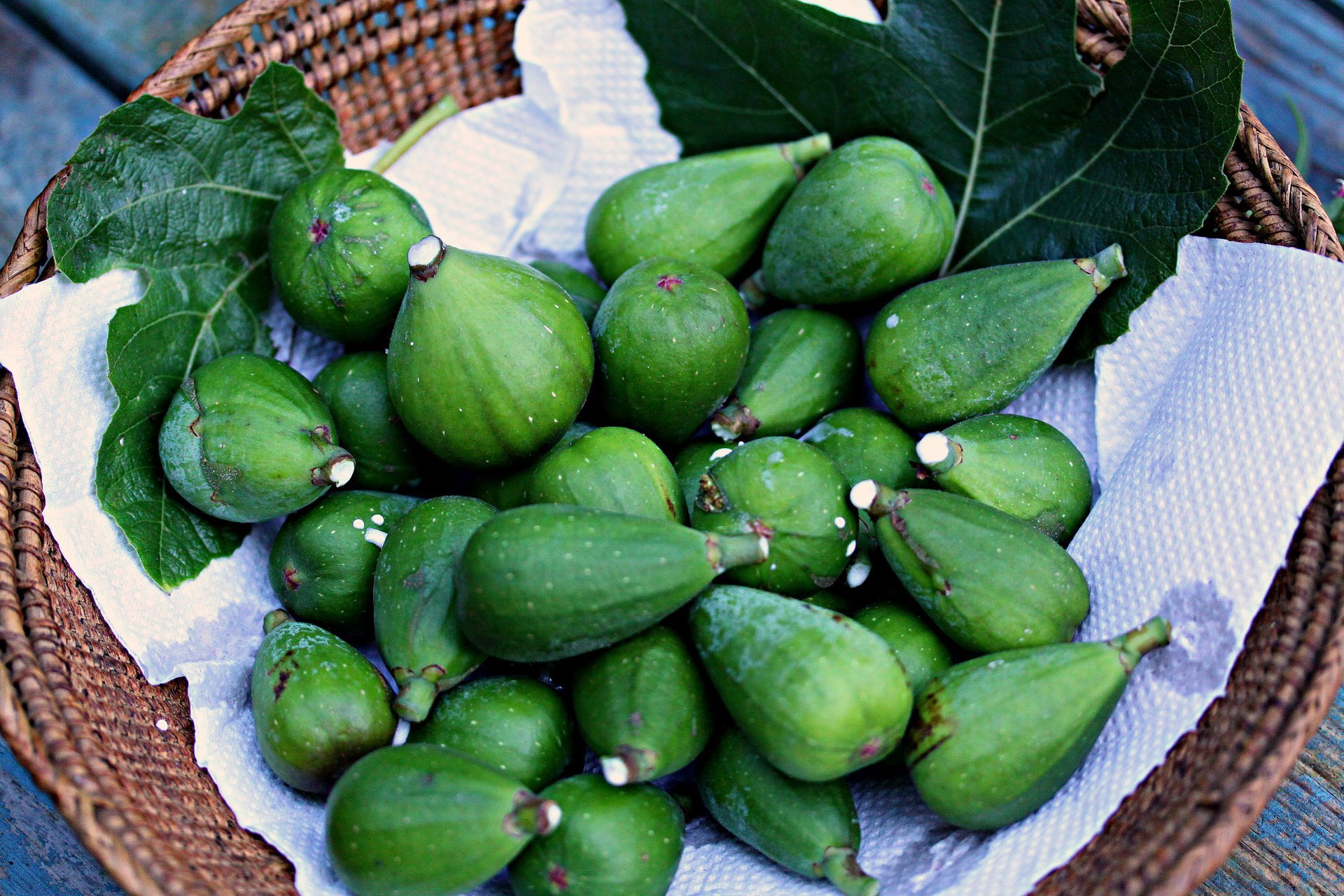 Fig Season