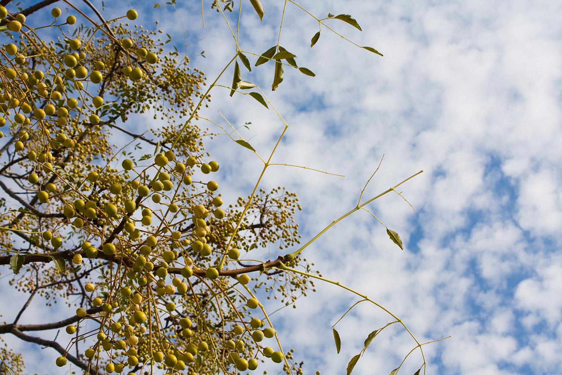 Récolte des olives