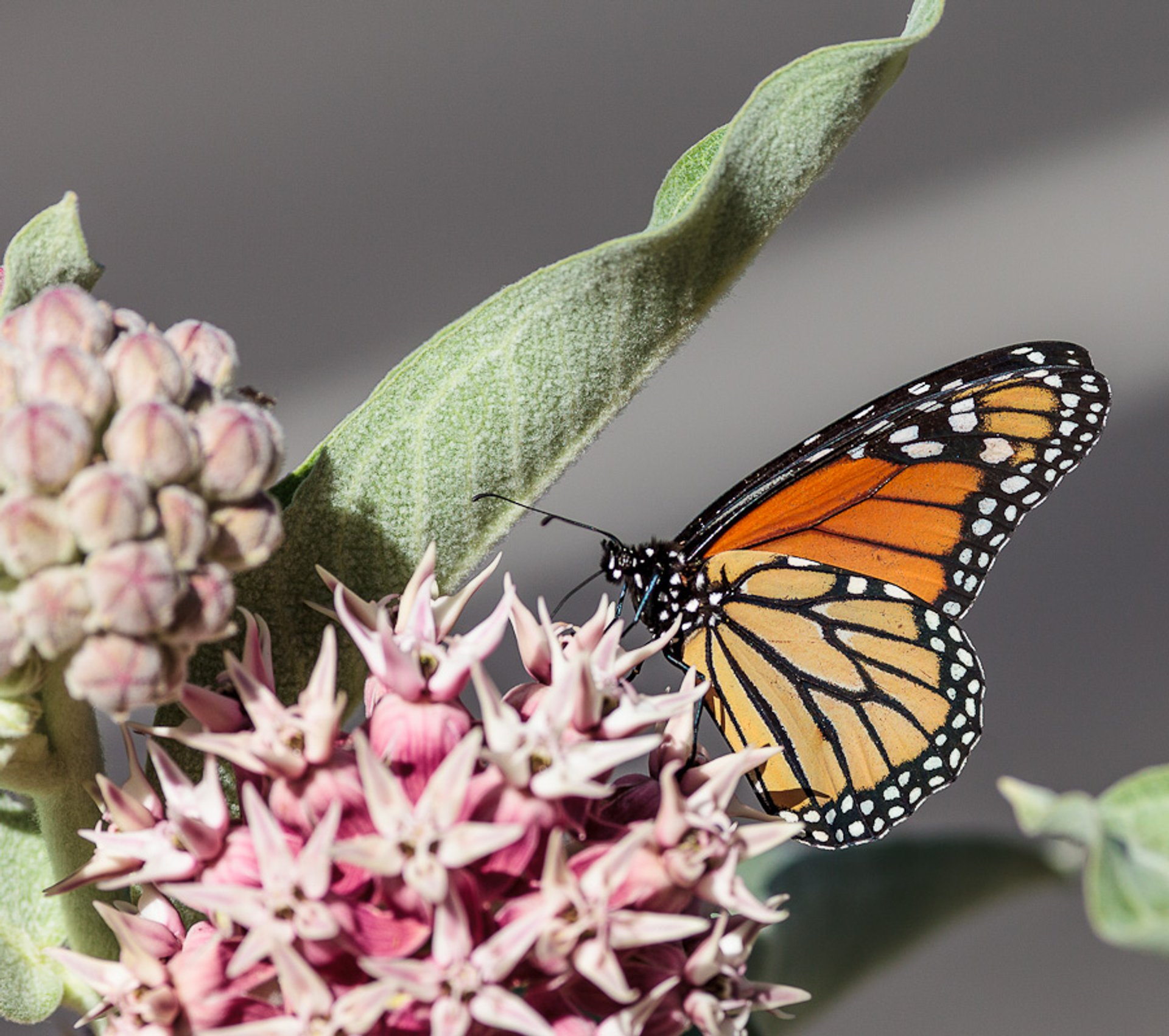 Algodoncillo y mariposas monarcas