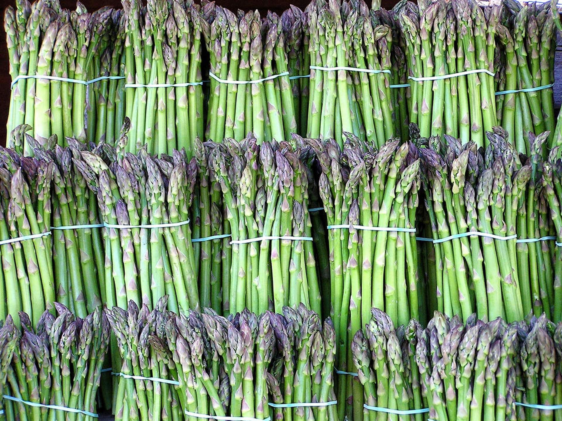 Saison de l'asperge