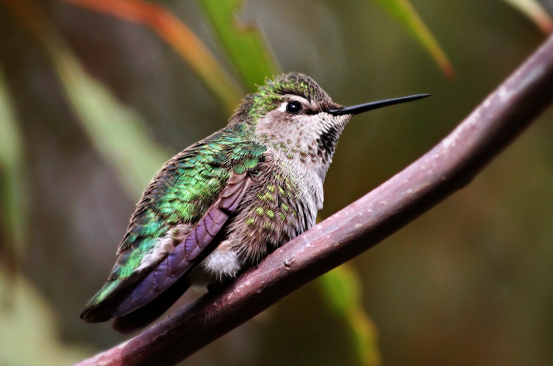 Colibríes