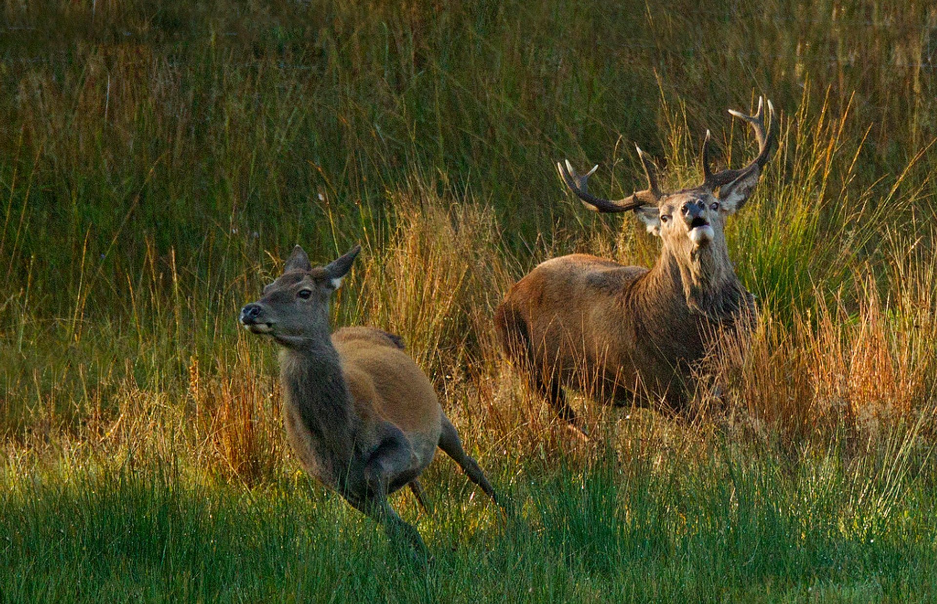 Rutting de Veado Vermelho