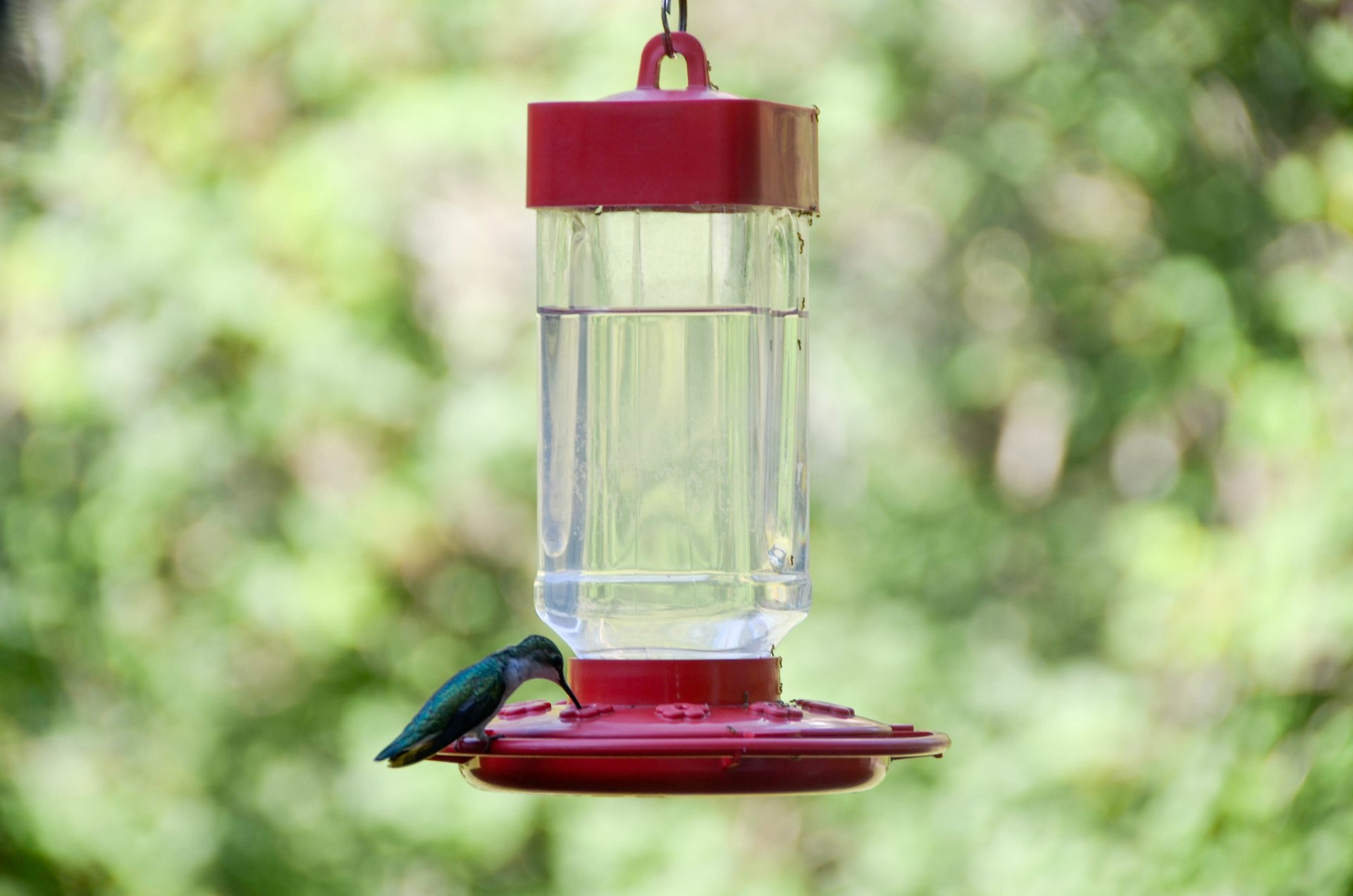 Colibris em Michigan