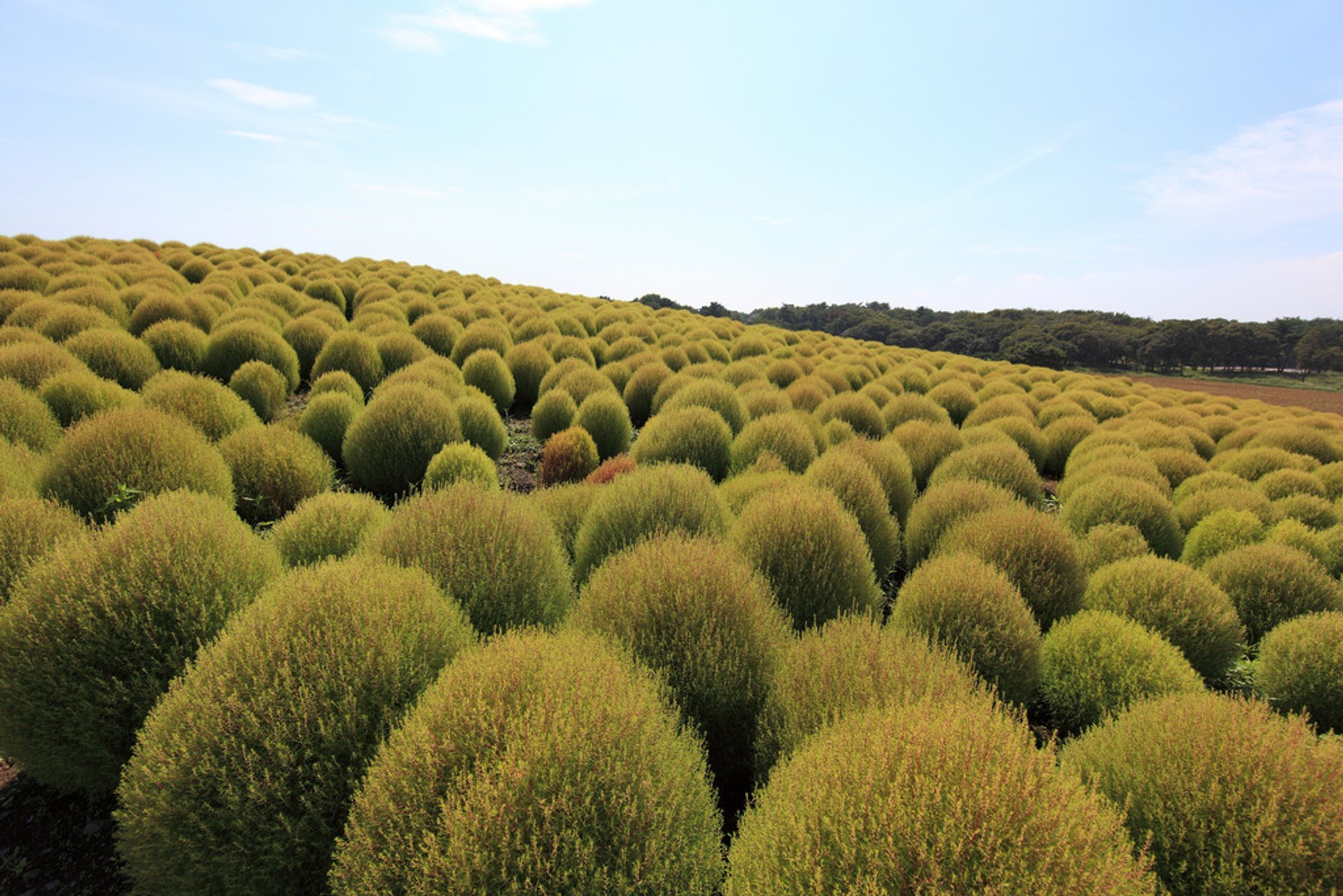 Florecimiento en Hitachi Seaside Park