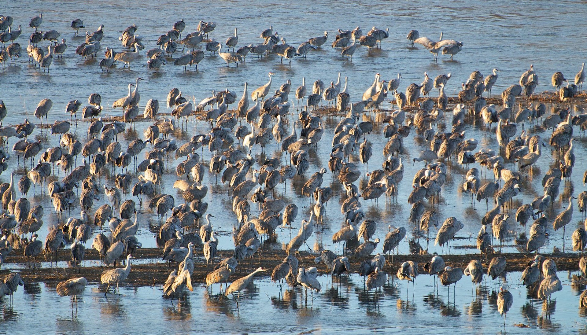 Sandhill Crane Migration 