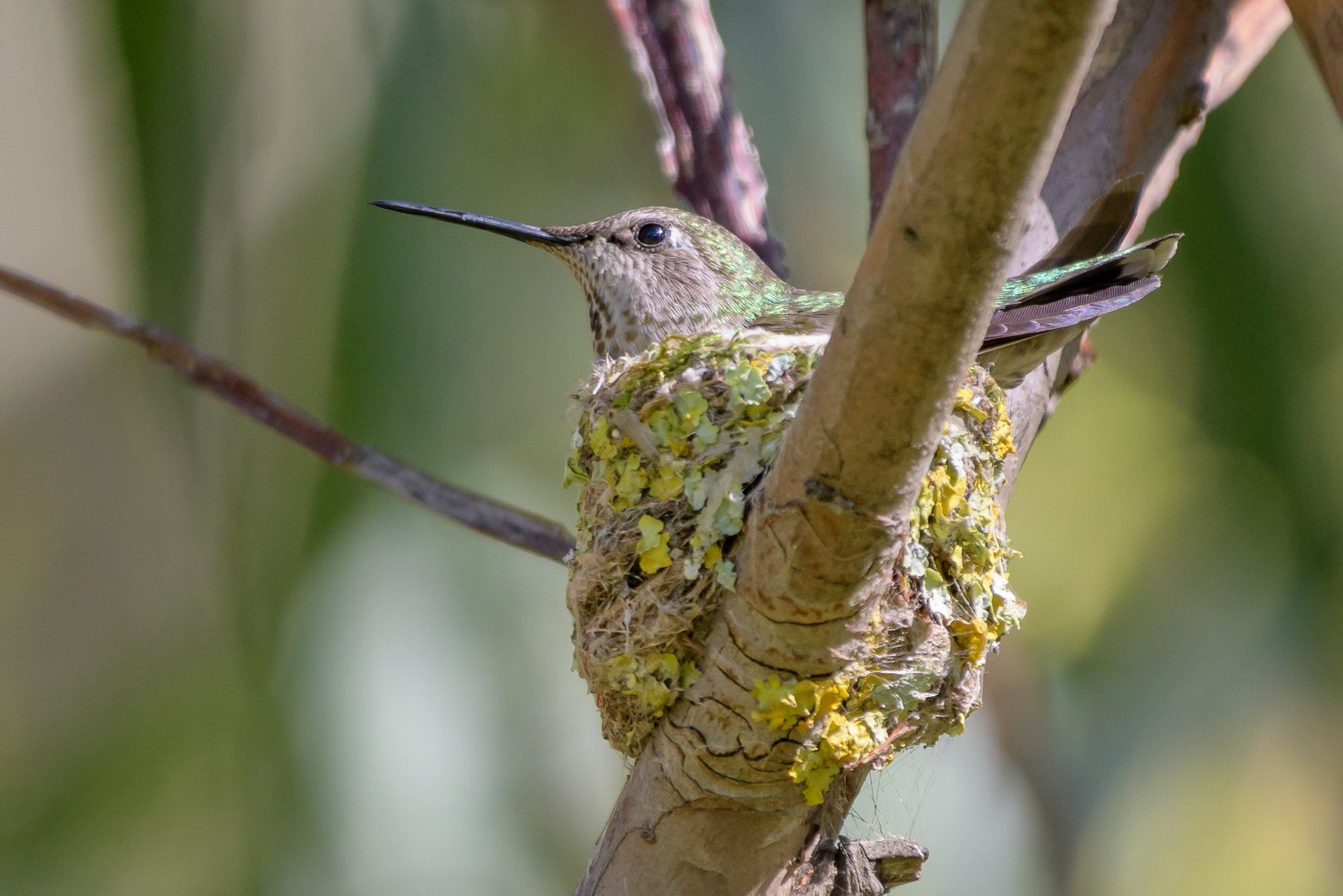 Colibris