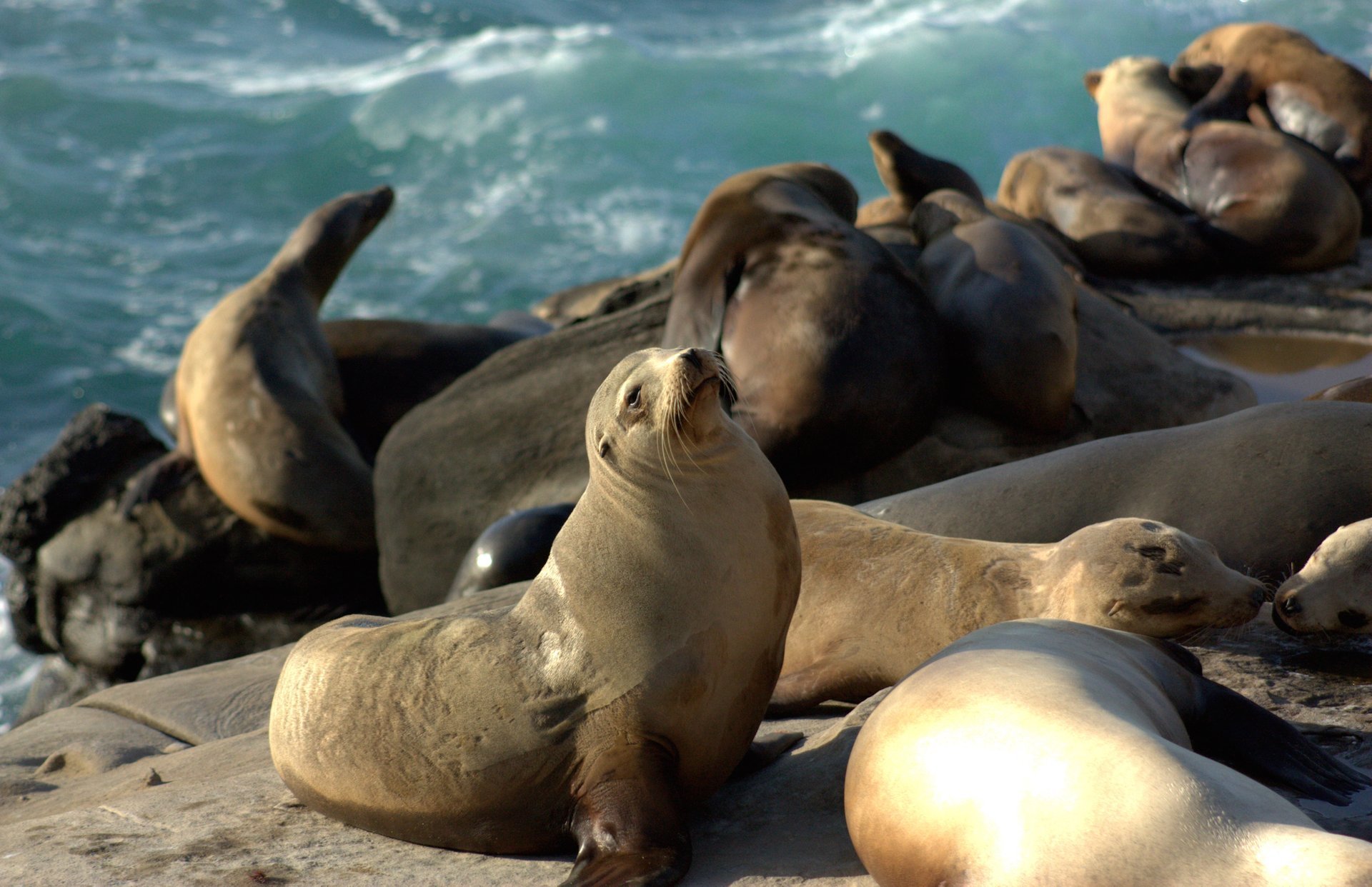 Focas y lobos marinos