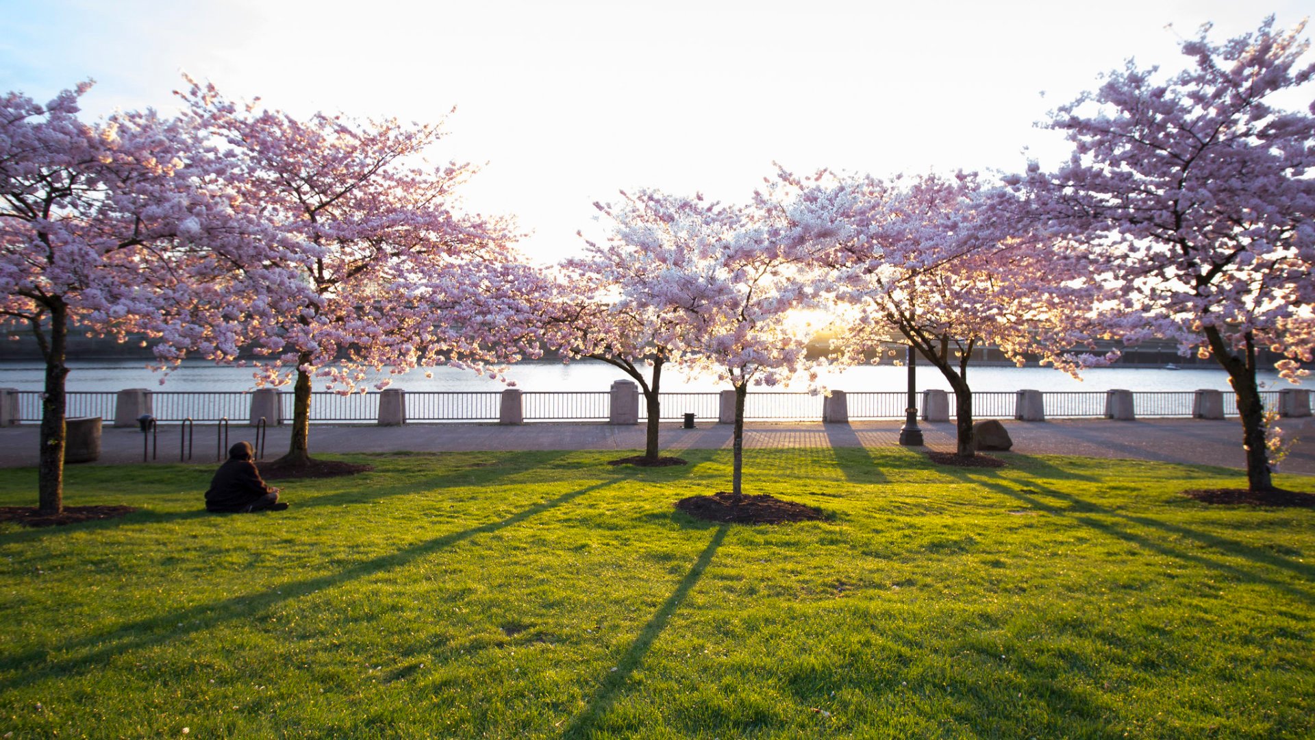 Cherry Blossoms in Portland