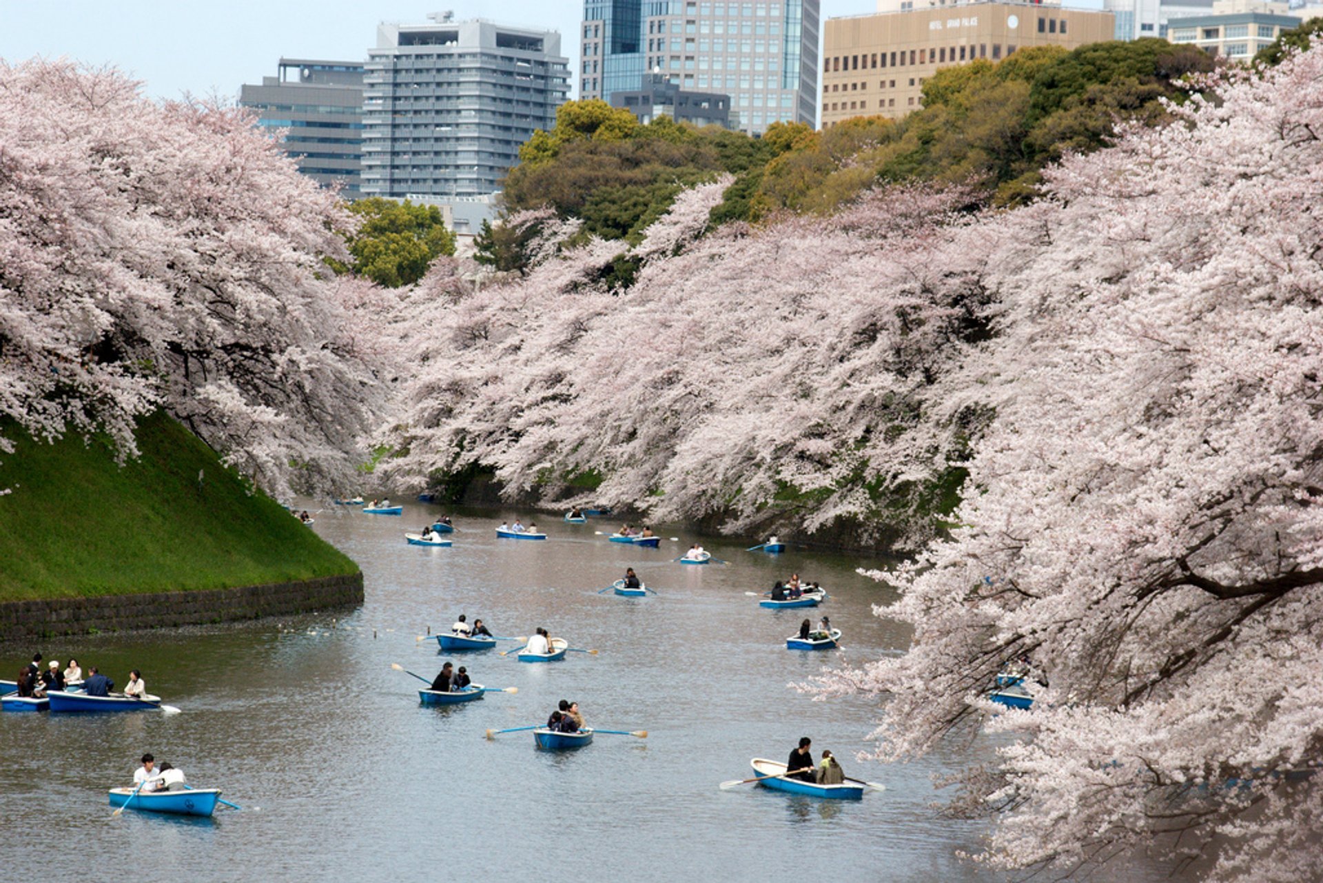 Hanami-Saison