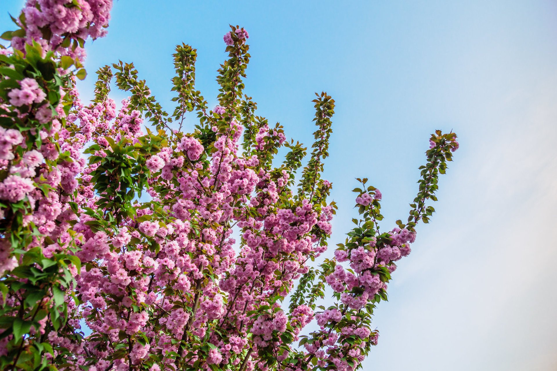 Cerejeiras em flor em Uzhhorod