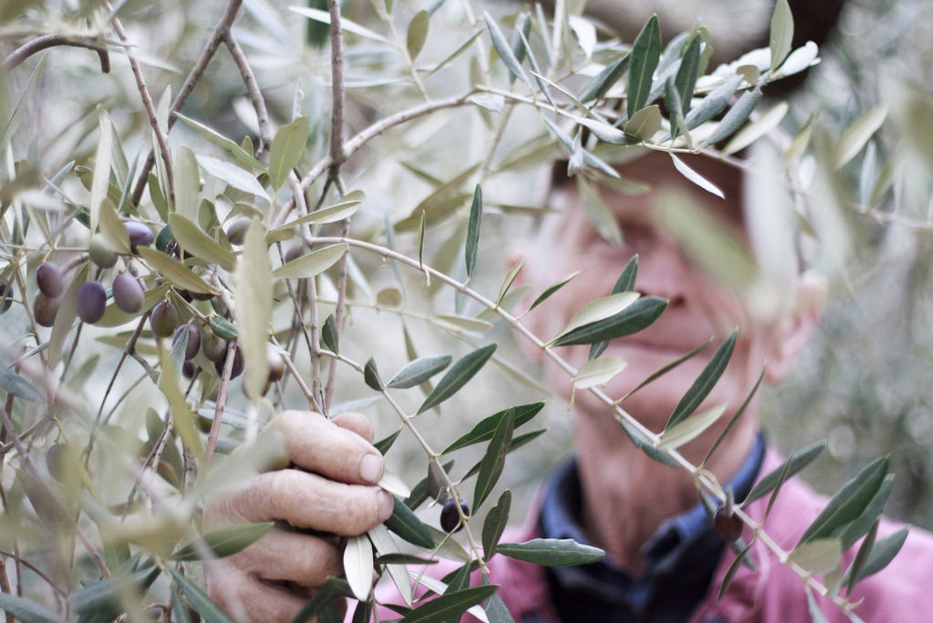 Récolte des olives