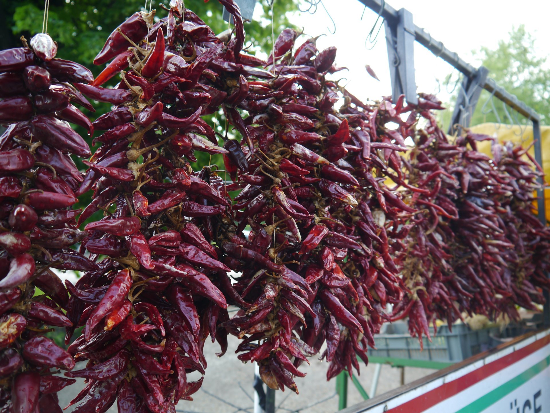 Raccolta della paprika