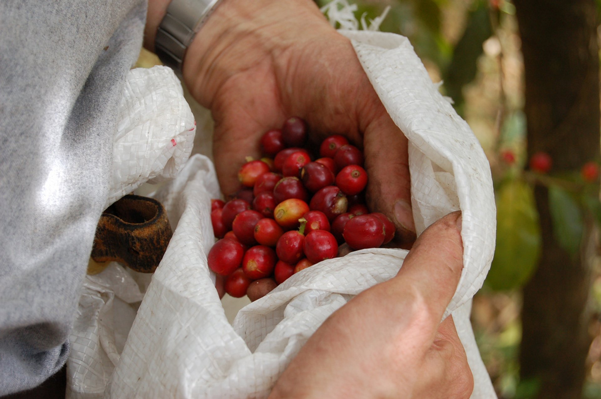 Cosecha del café