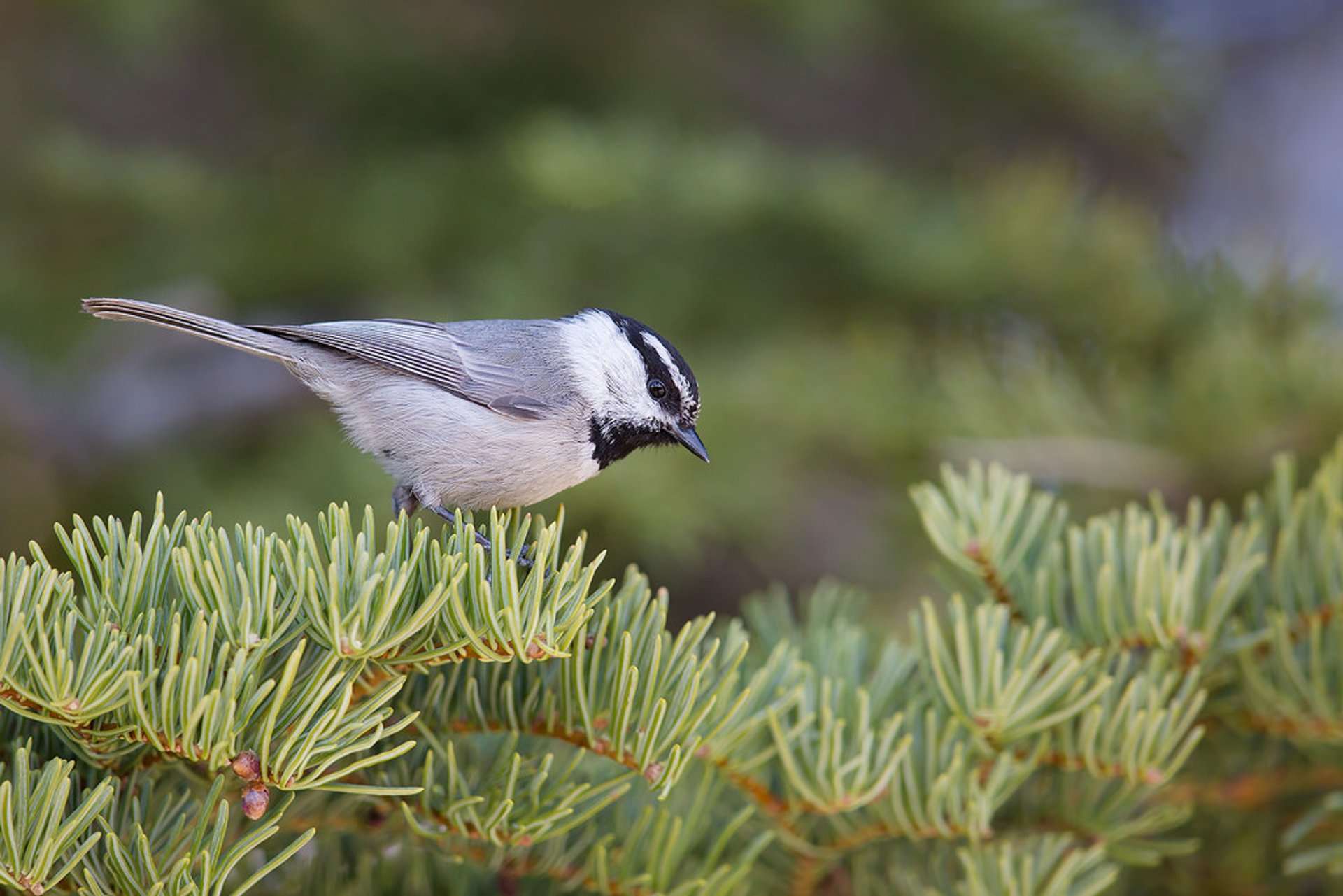 Observação de aves