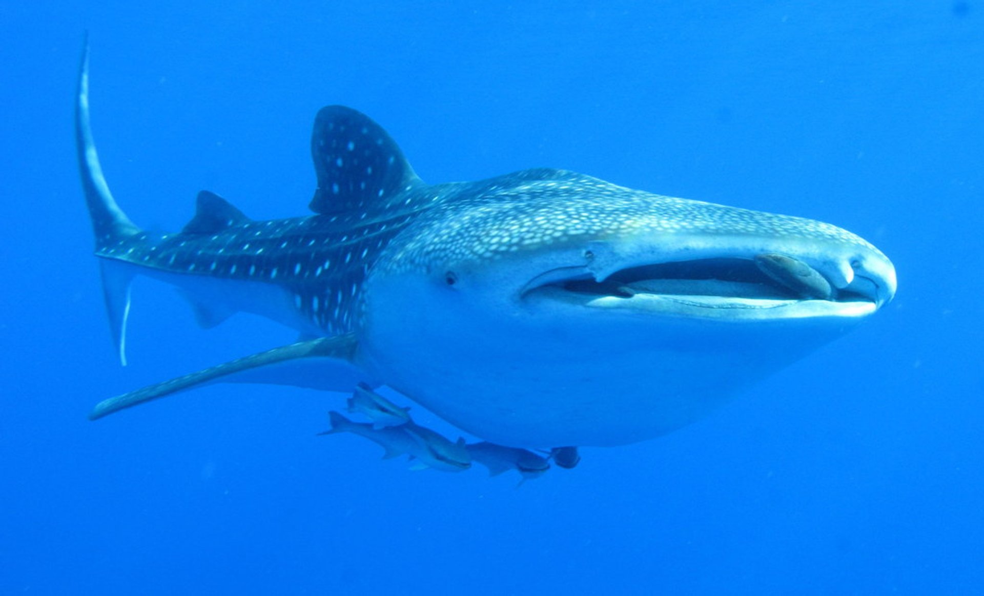 Tiburones en el Mar Rojo