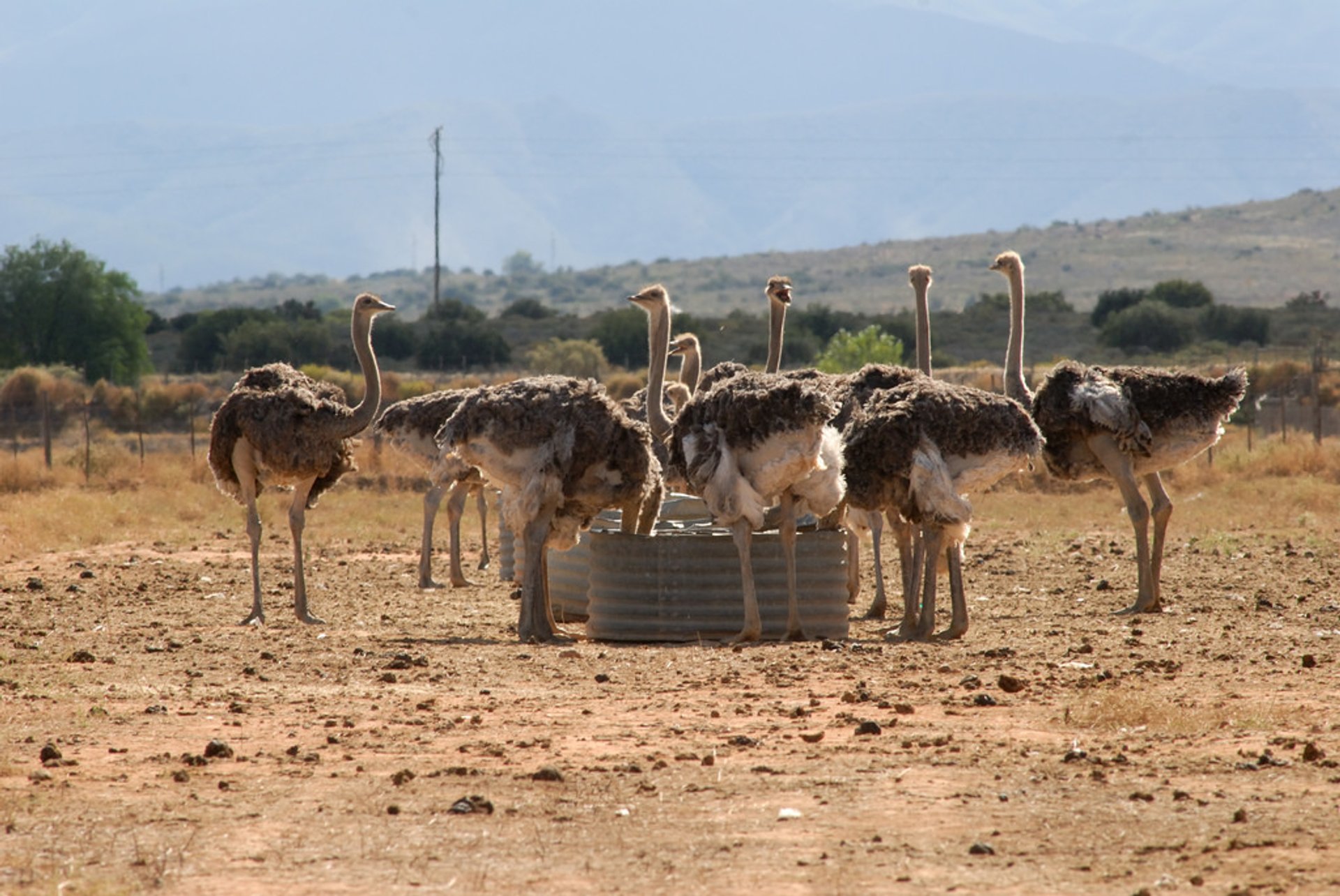 Óulos de avestruz de Oudtshoorn