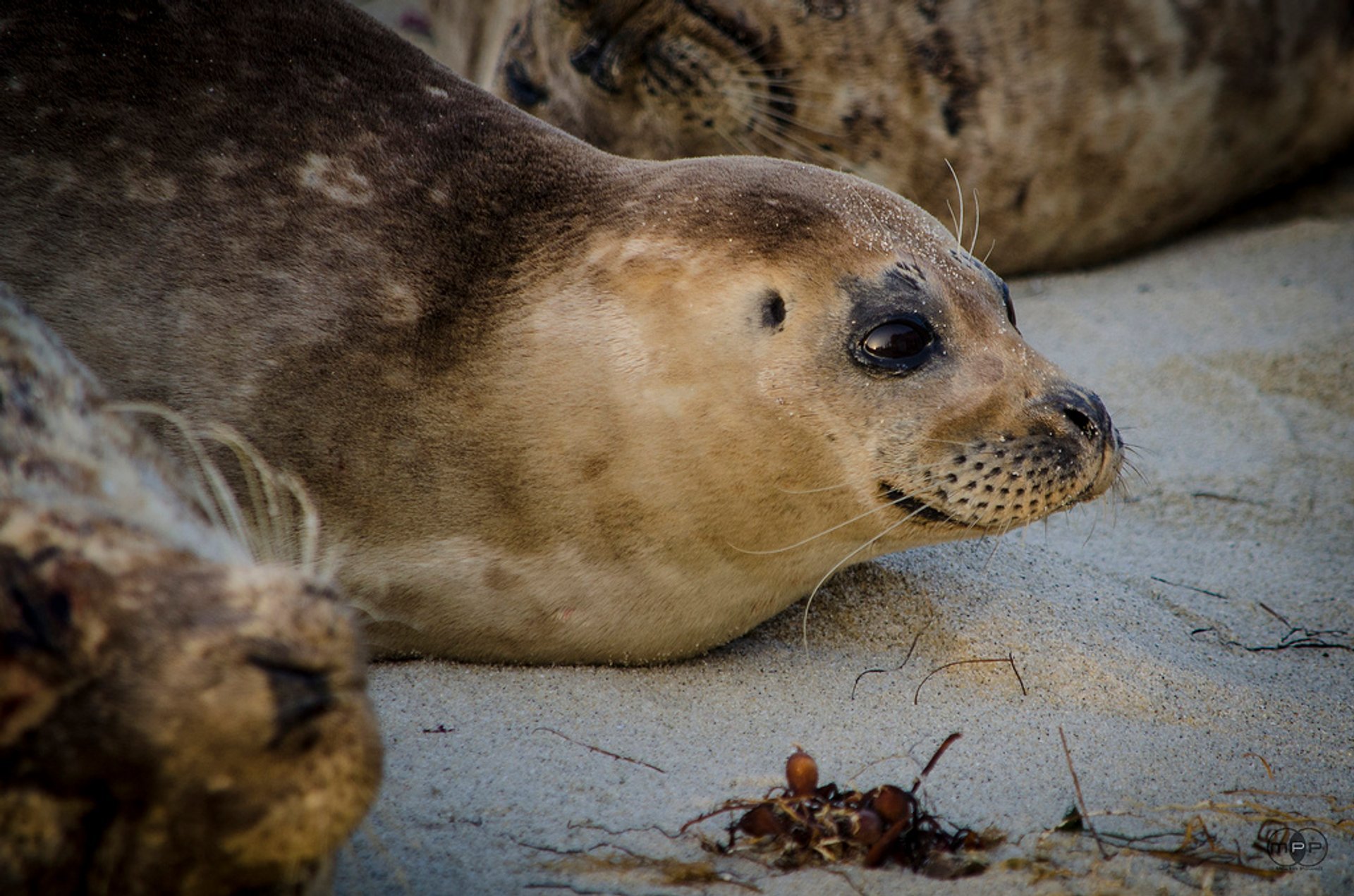 Phoques et lions de mer