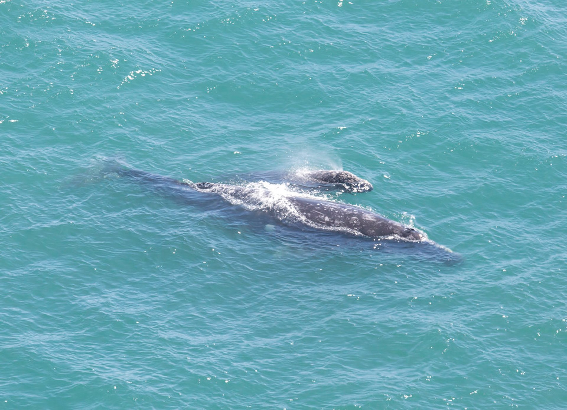 Whale Watching (Walbeobachtung) in Point Reyes