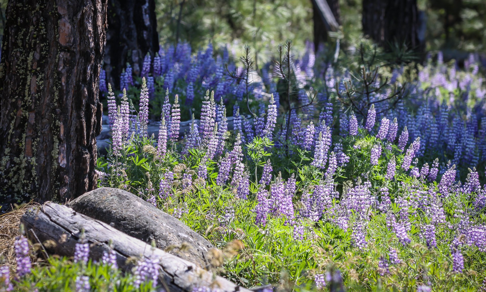 Lupine Bloom