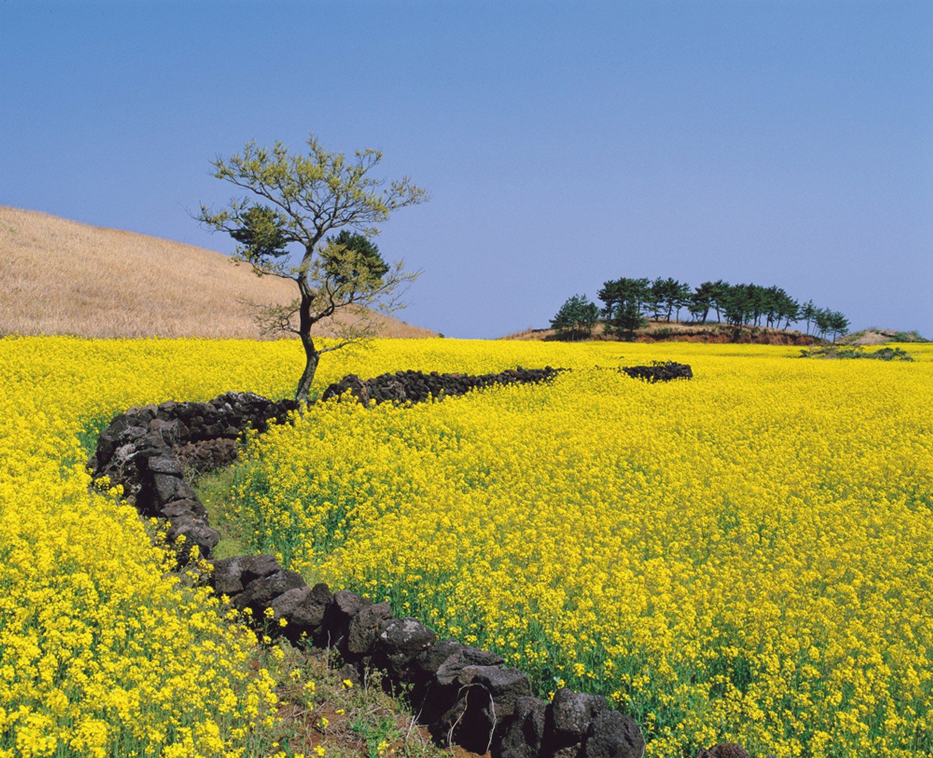 Canola (Yuche) Bloom sull'isola di Jeju