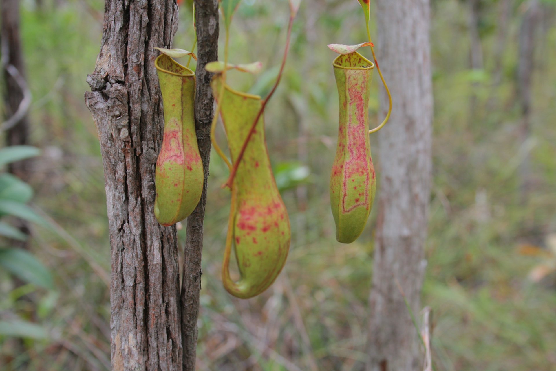 Pitcher Plant or Nepenthes