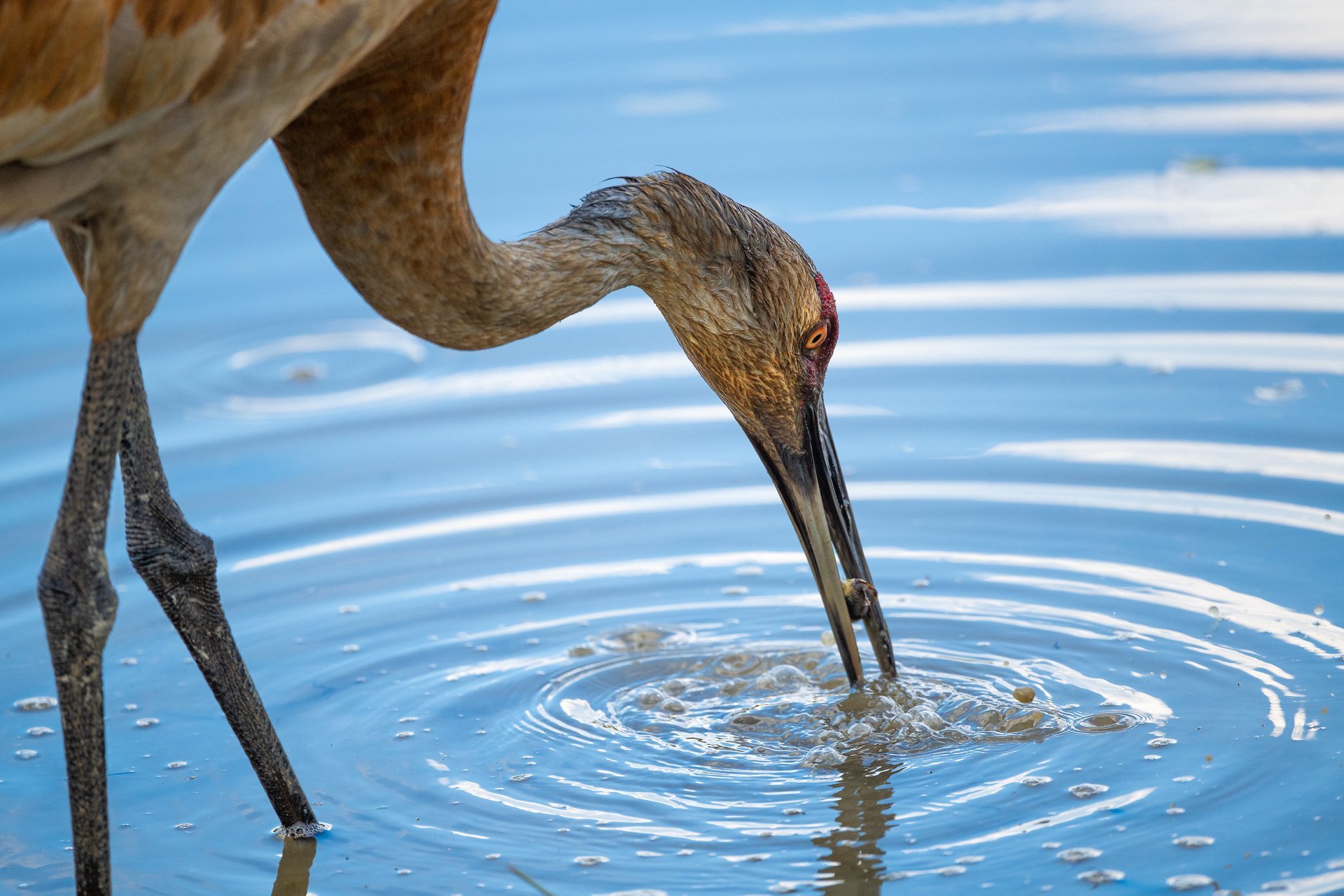 Sandhill Cranes