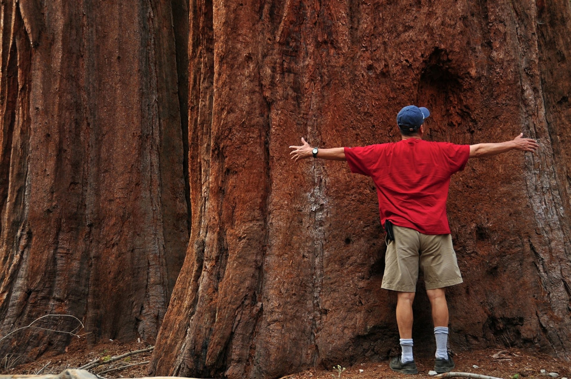 Sequoias-gigantes em Parque Nacional de Yosemite