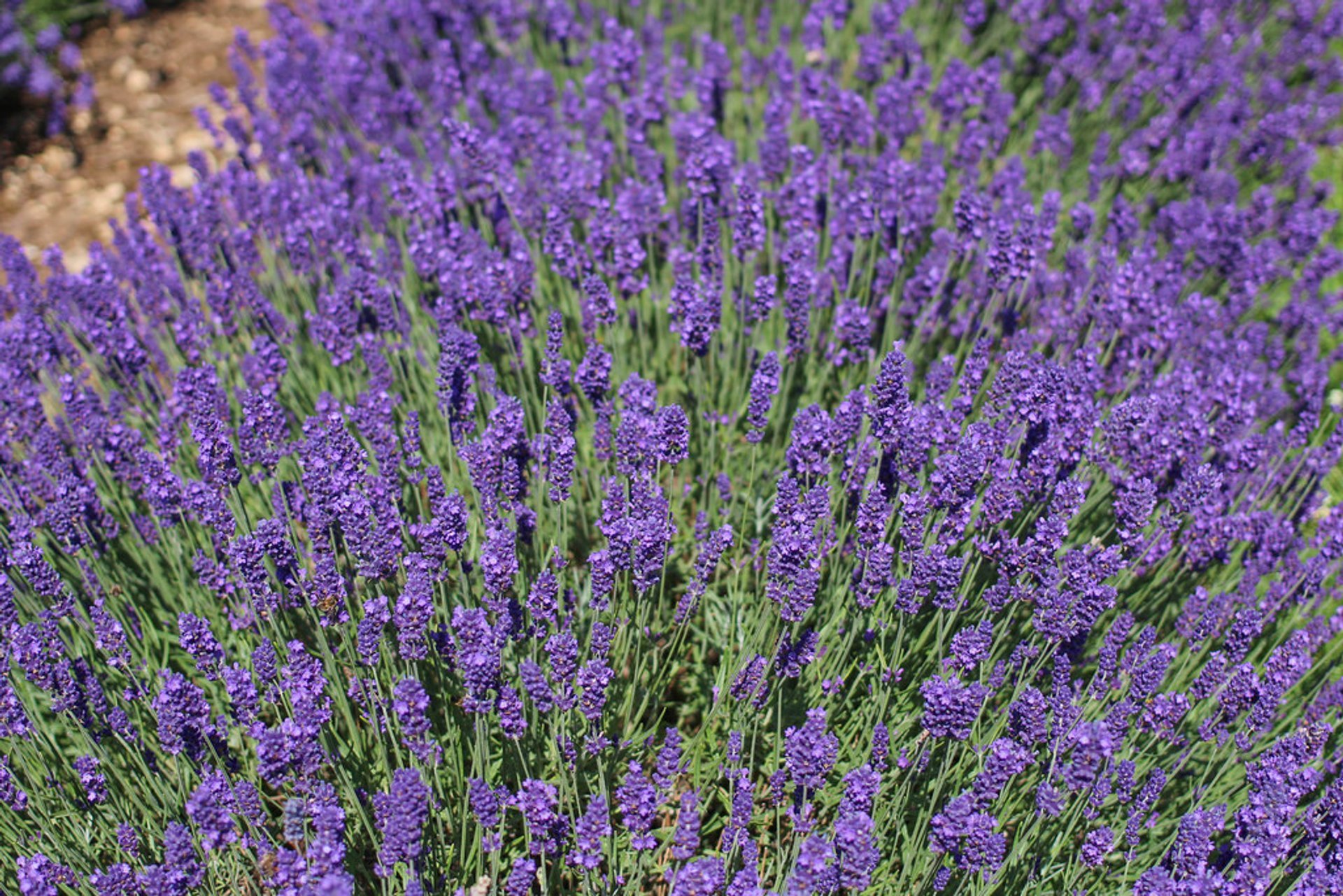 Campos de lavanda