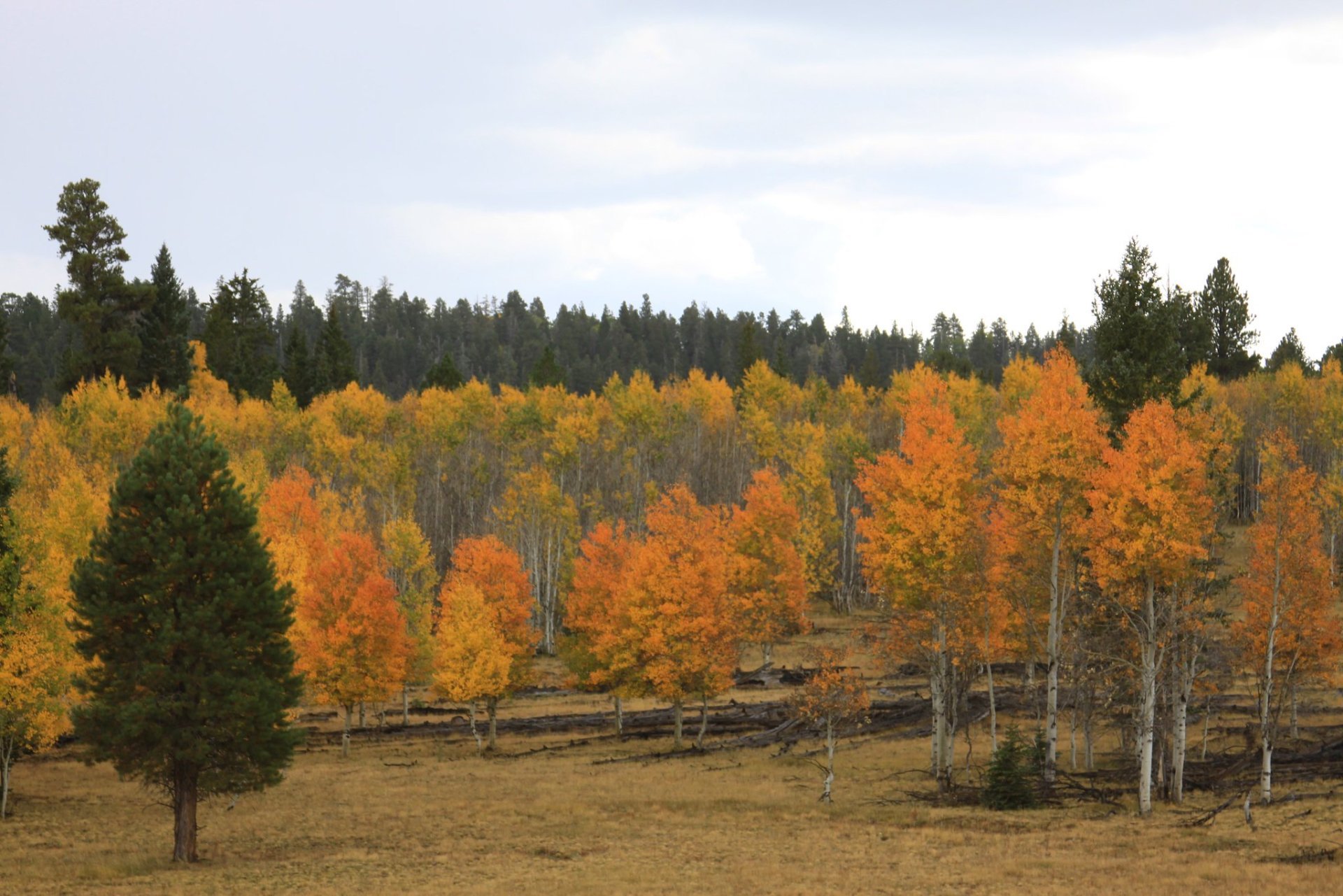 Herbst Belaubung