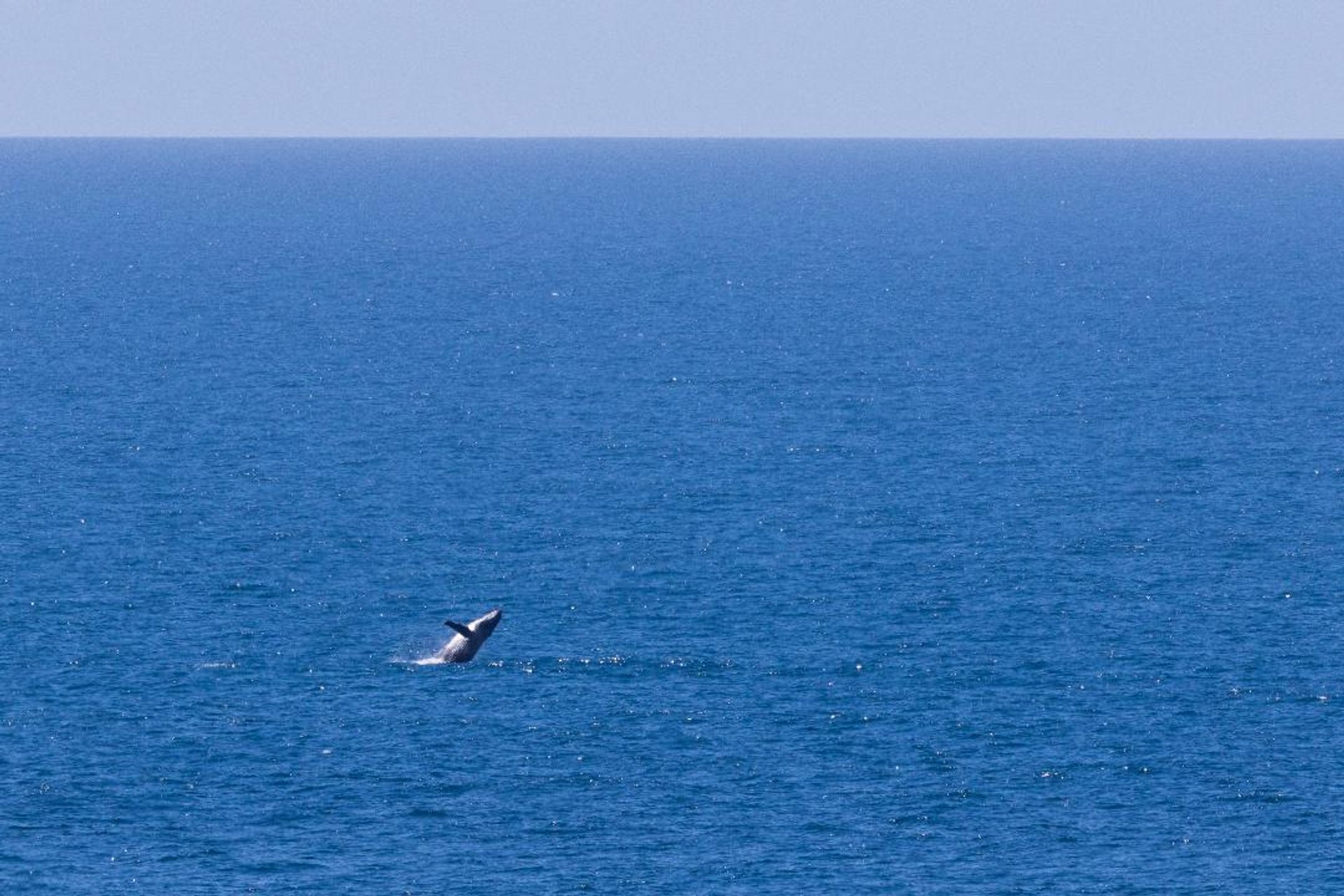 Whale Watching in Tasmania