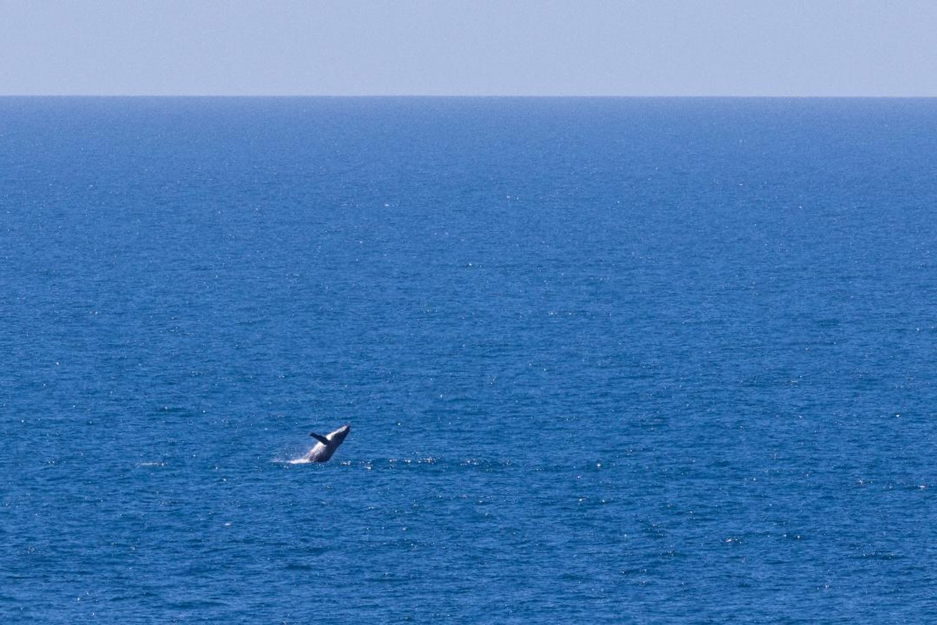 Observation des baleines en Tasmanie