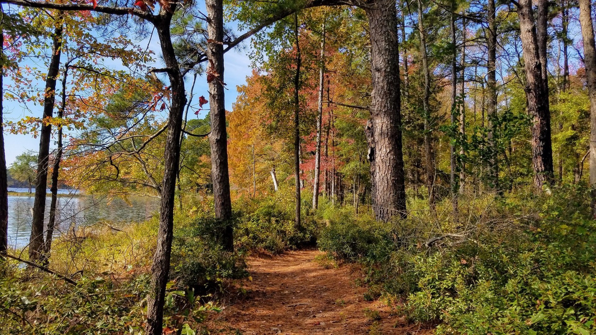 Herbstlaub in der Nähe von Dallas