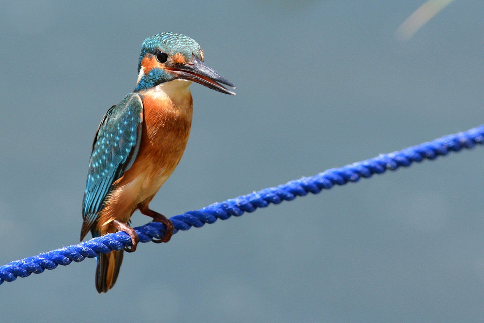 Vogelbeobachtung