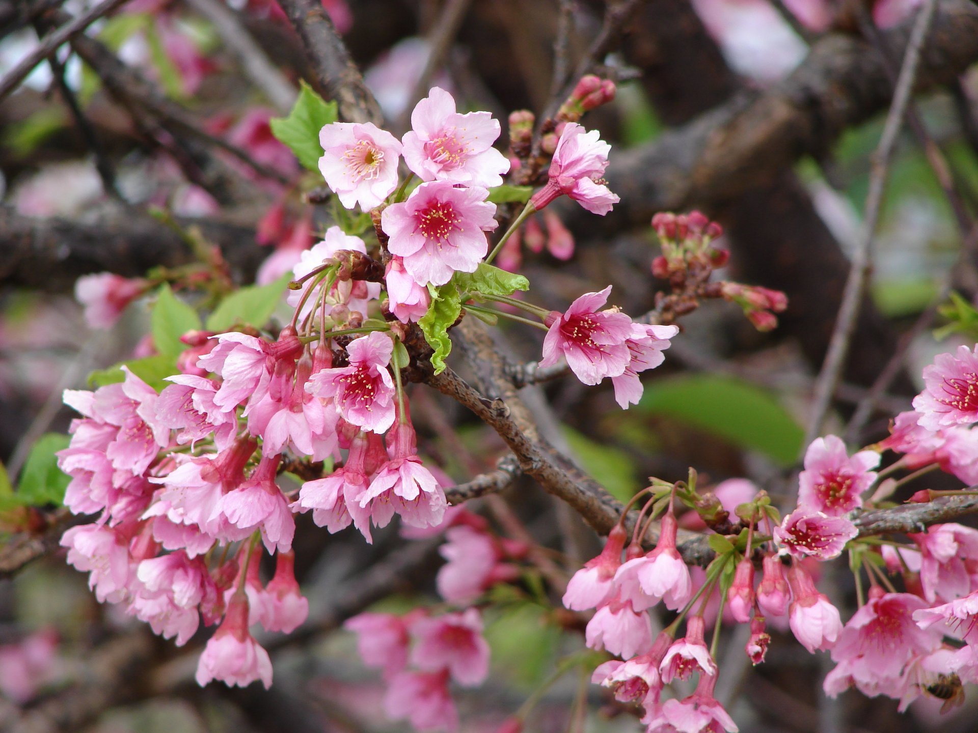 Cerezos en flor