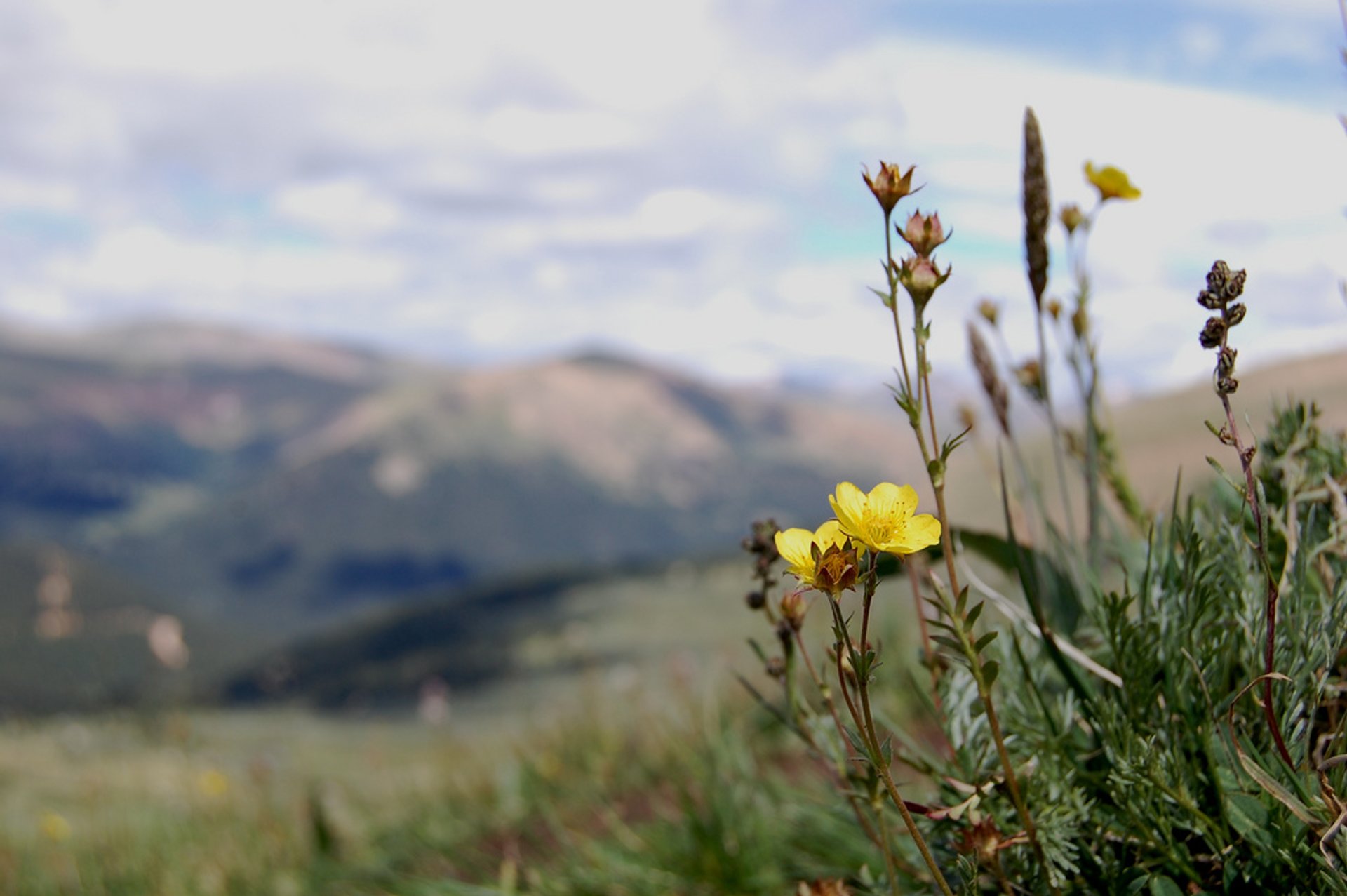 Mount Bierstadt