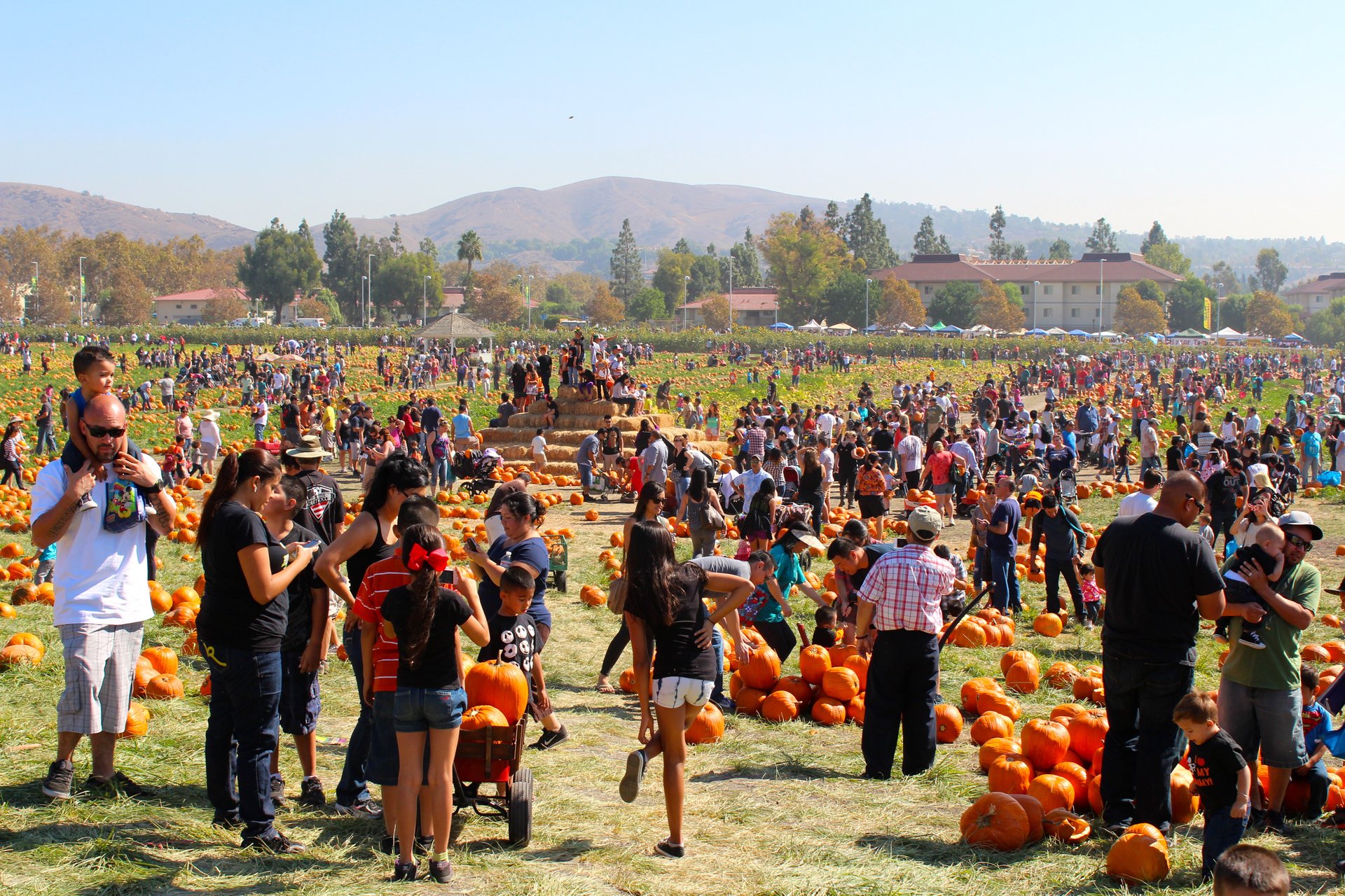 Cal Poly Pomona Christmas Tree 2020 Best New 2020