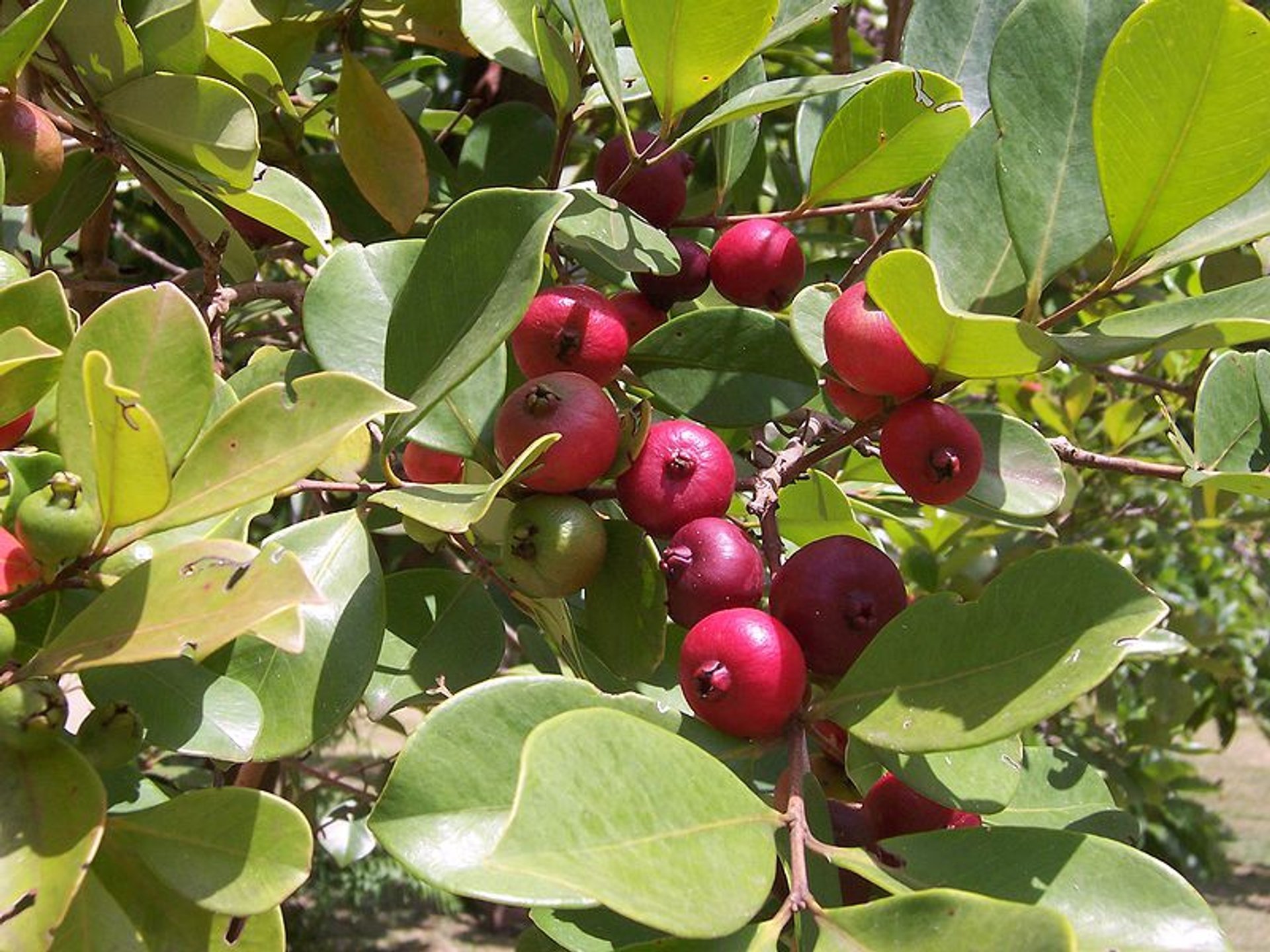 Temporada da Guava chinesa