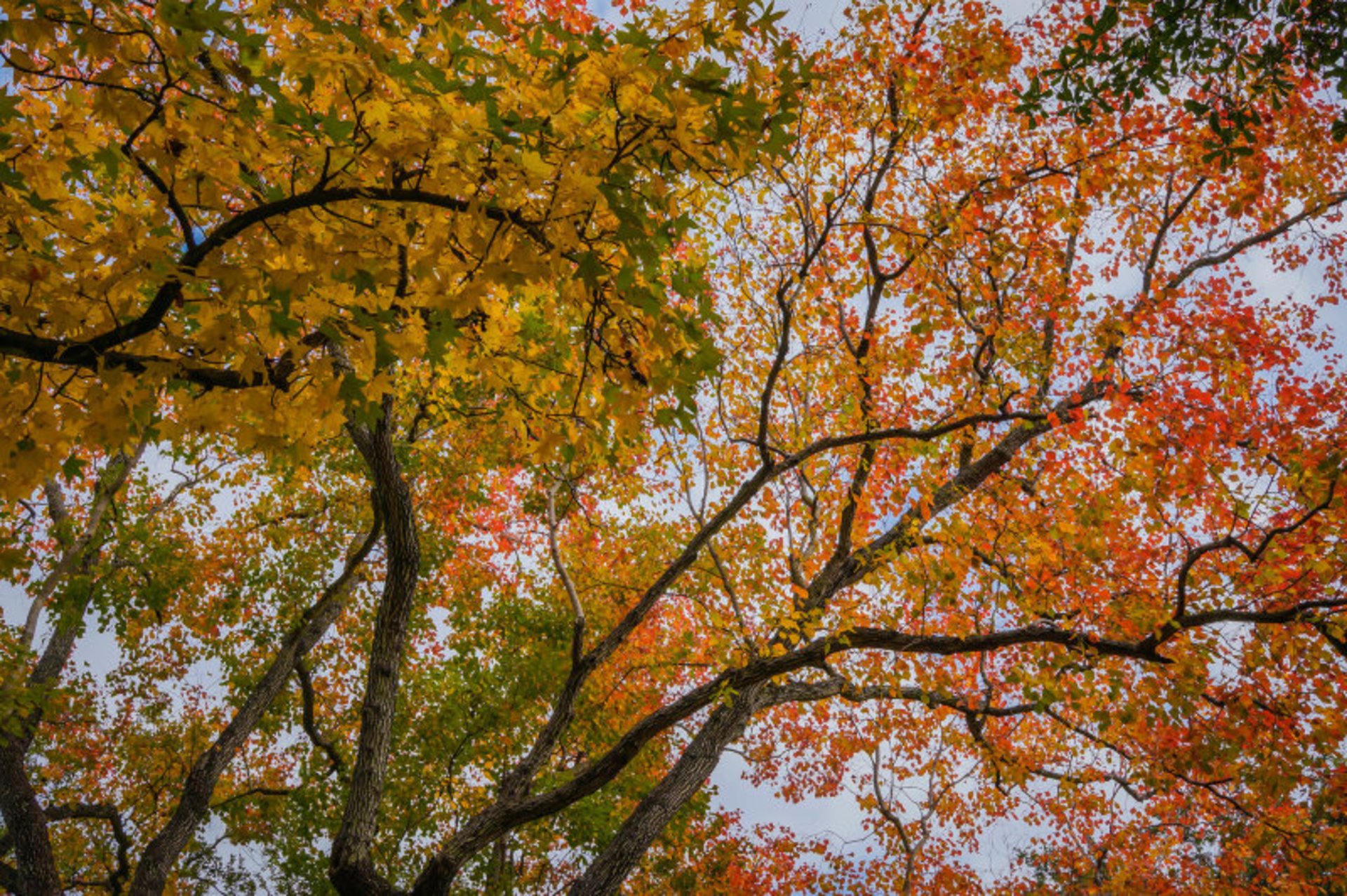 Houston Herbstlaub