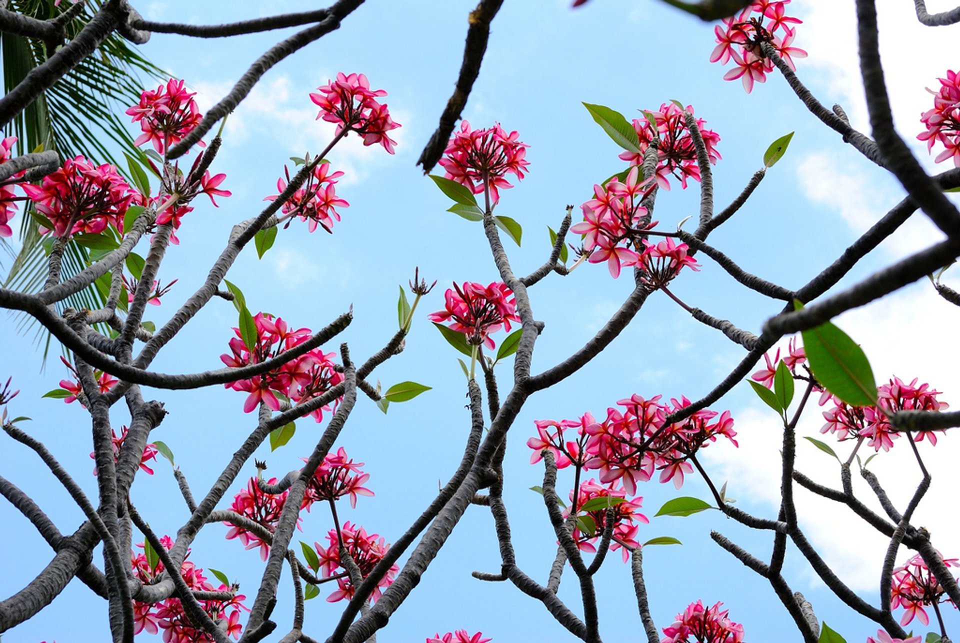 Plumeria em Flor