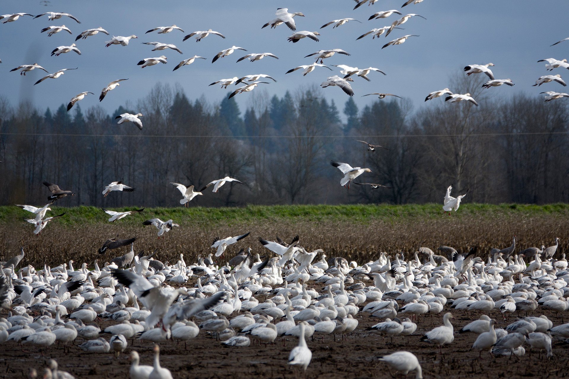 Snow Goose Migration 