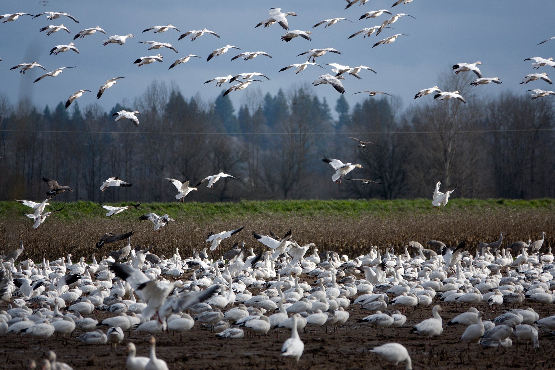 Best Time to See Snow Goose Migration in Washington 2024 Rove.me