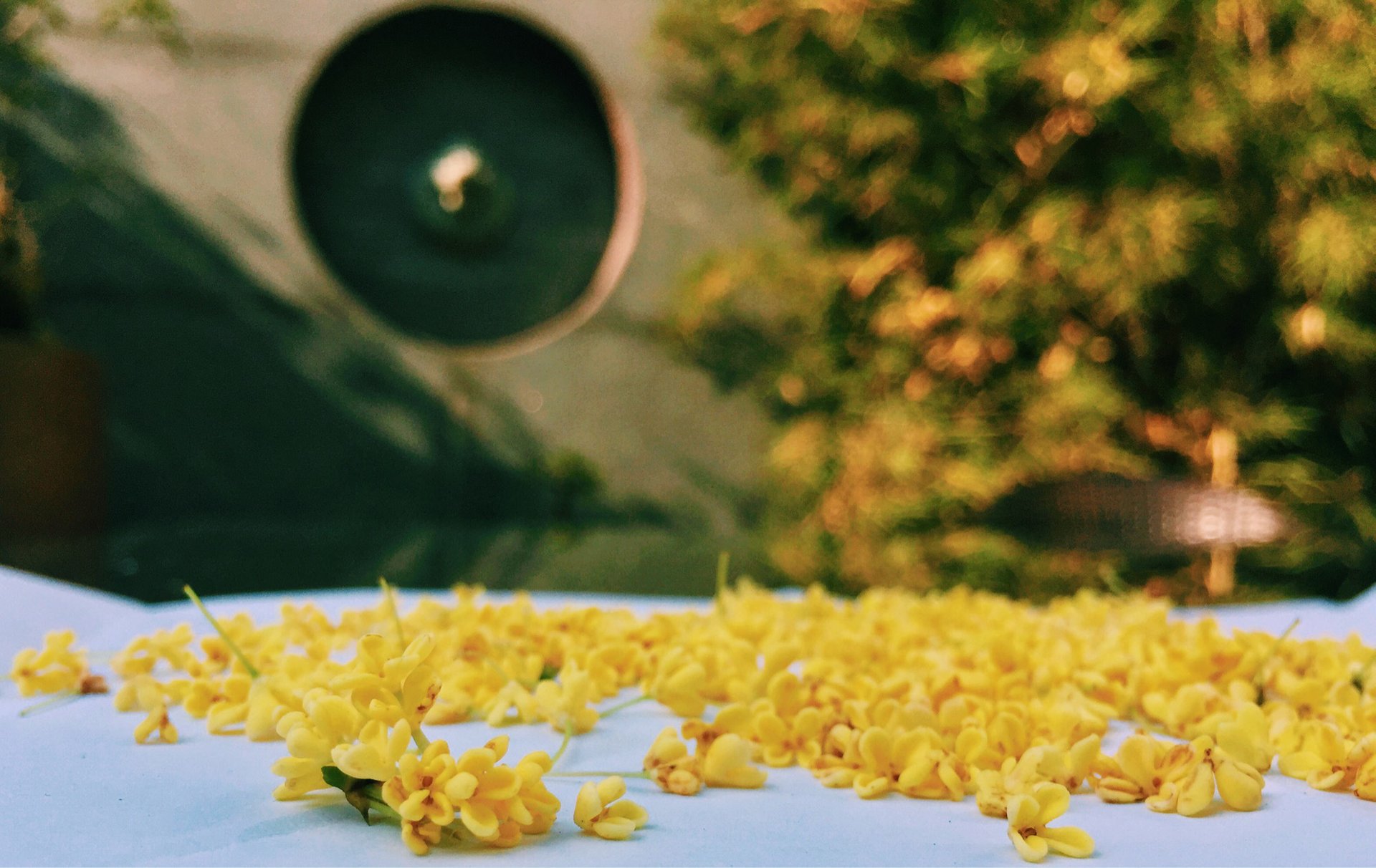 Osmanthus dulce en flor