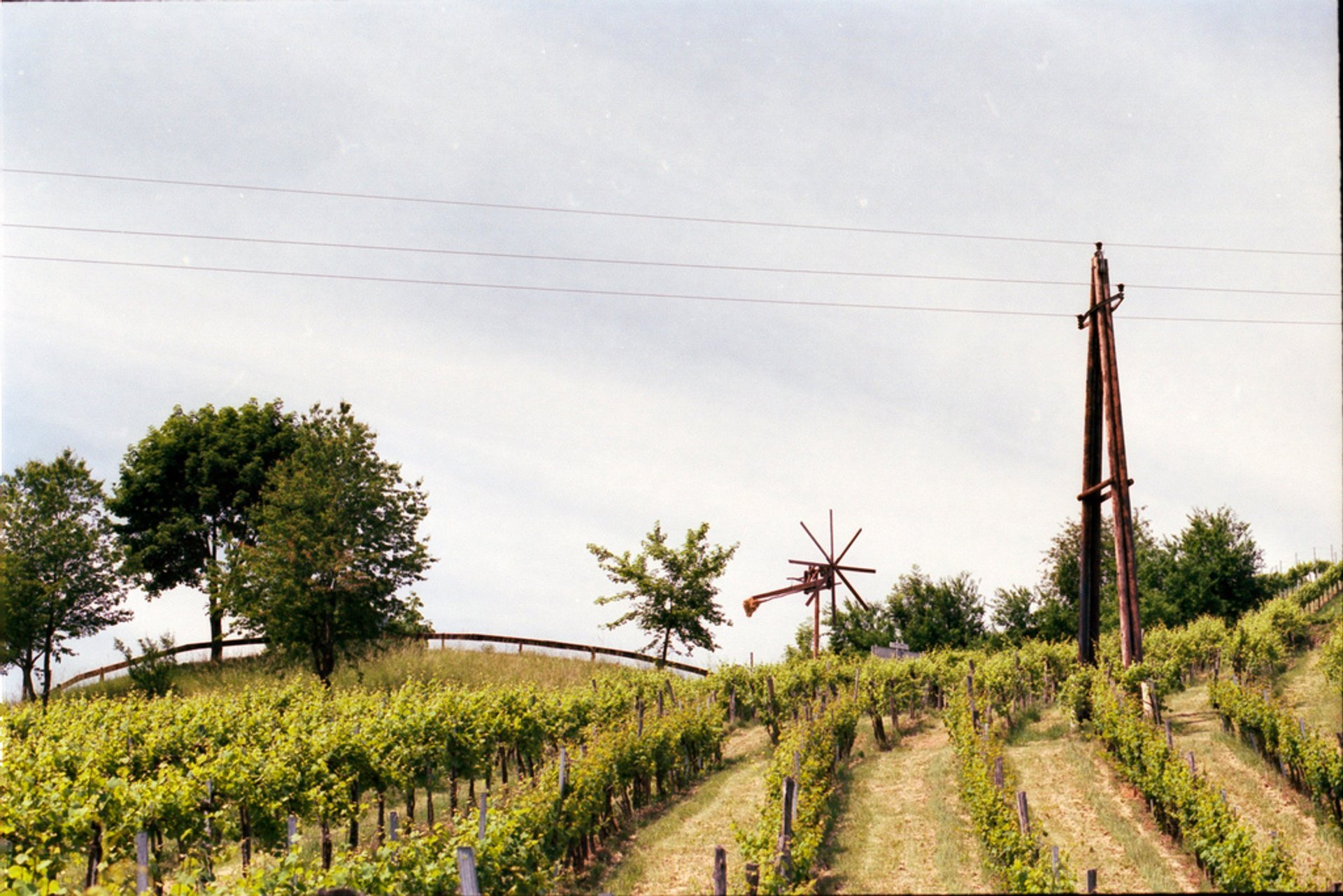 Stagione vinicola