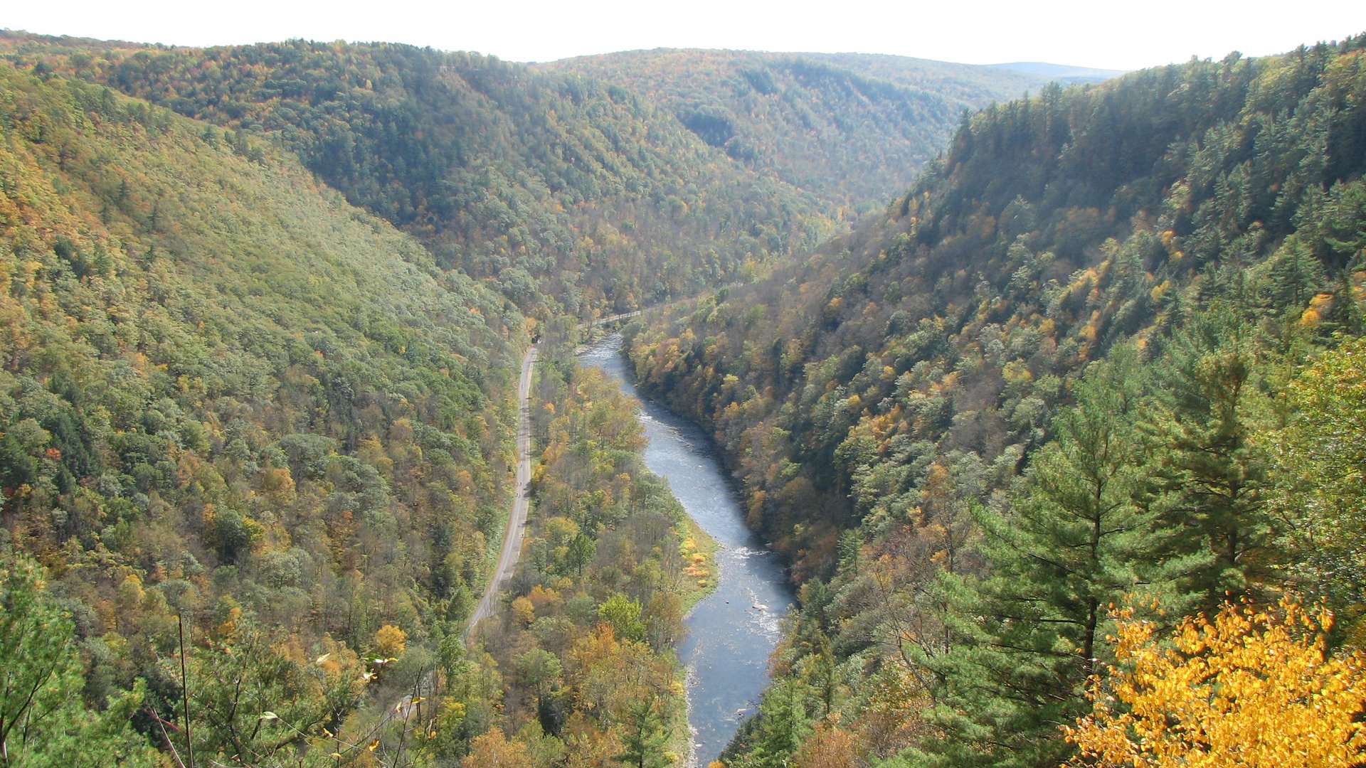 Fogliame autunnale di Pennsylvania