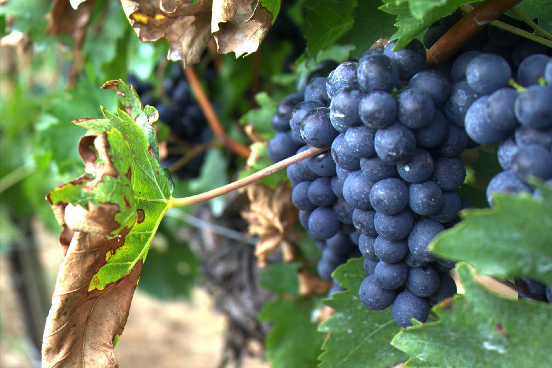 Weinsaison und Sant Mateu d'Albarca